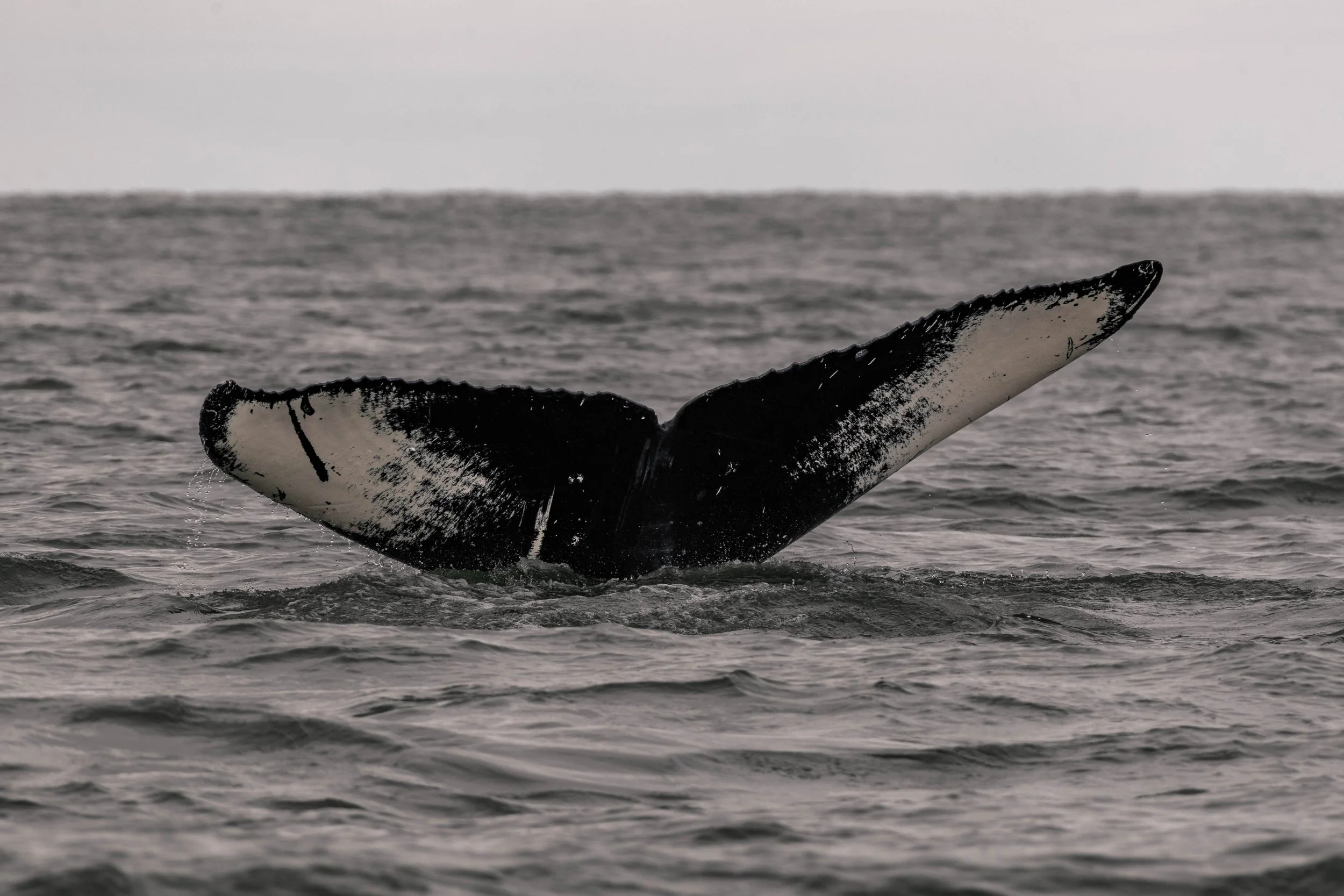 June 21, 2025, 10:30 AM - Humpbacks in the Salish Sea. 