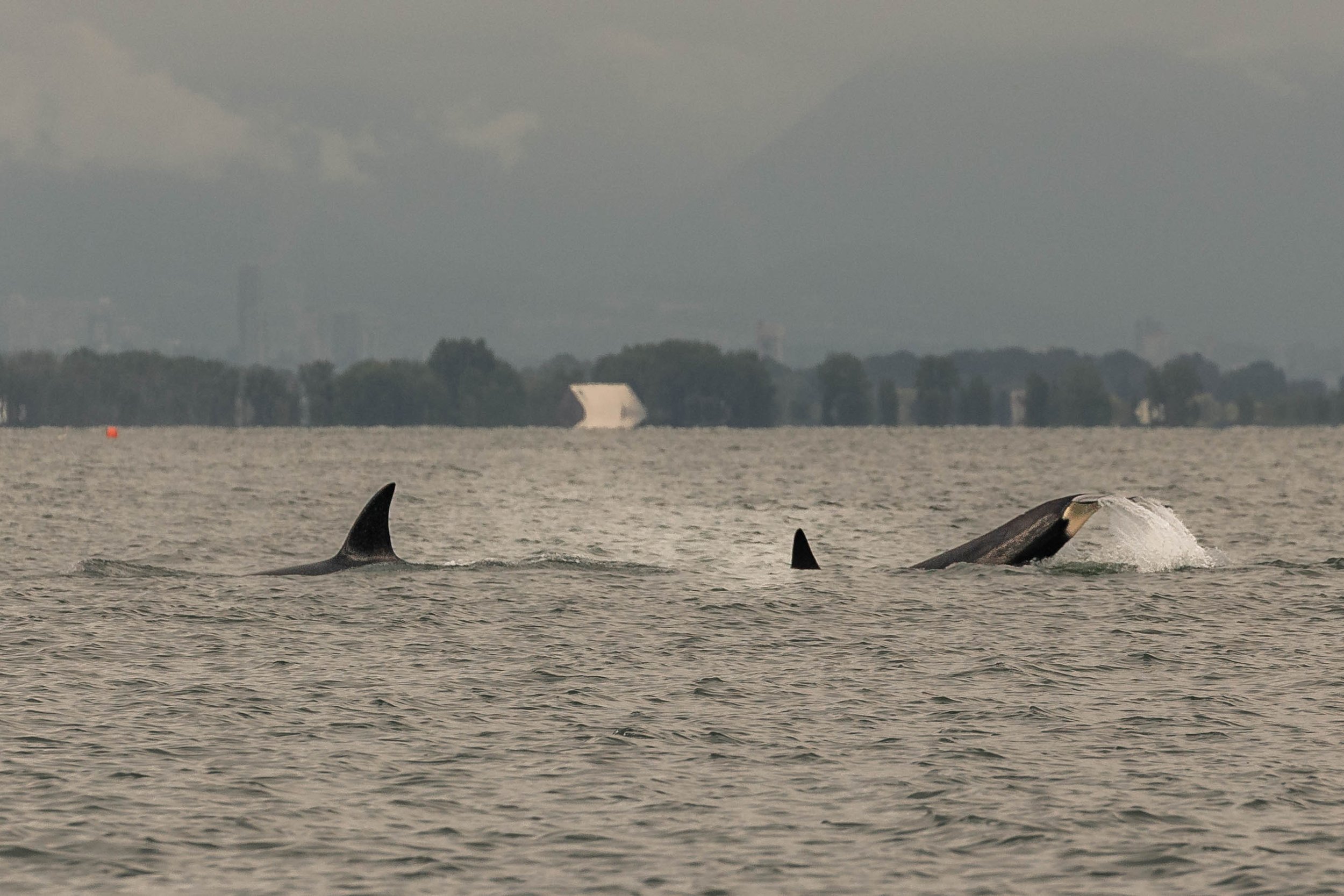 June 21, 2025, 3:30 PM - Orca and Humpbacks sharing the Salish Sea. 