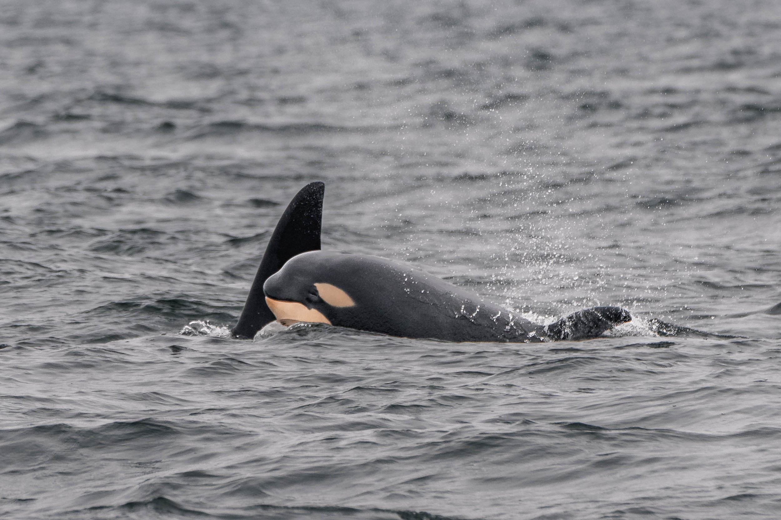 June 22, 2025, 10:30 AM - 15 whales in one trip!