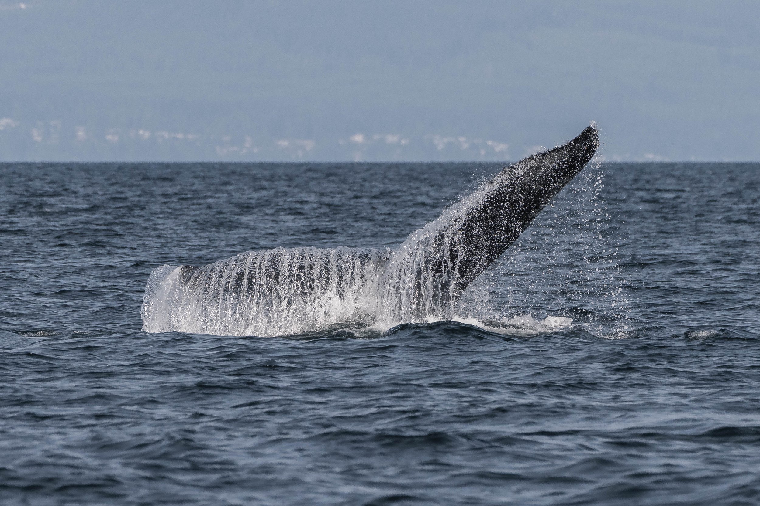 June 23, 2025, 3:30 PM - Humpbacks as far as the eye can see! 