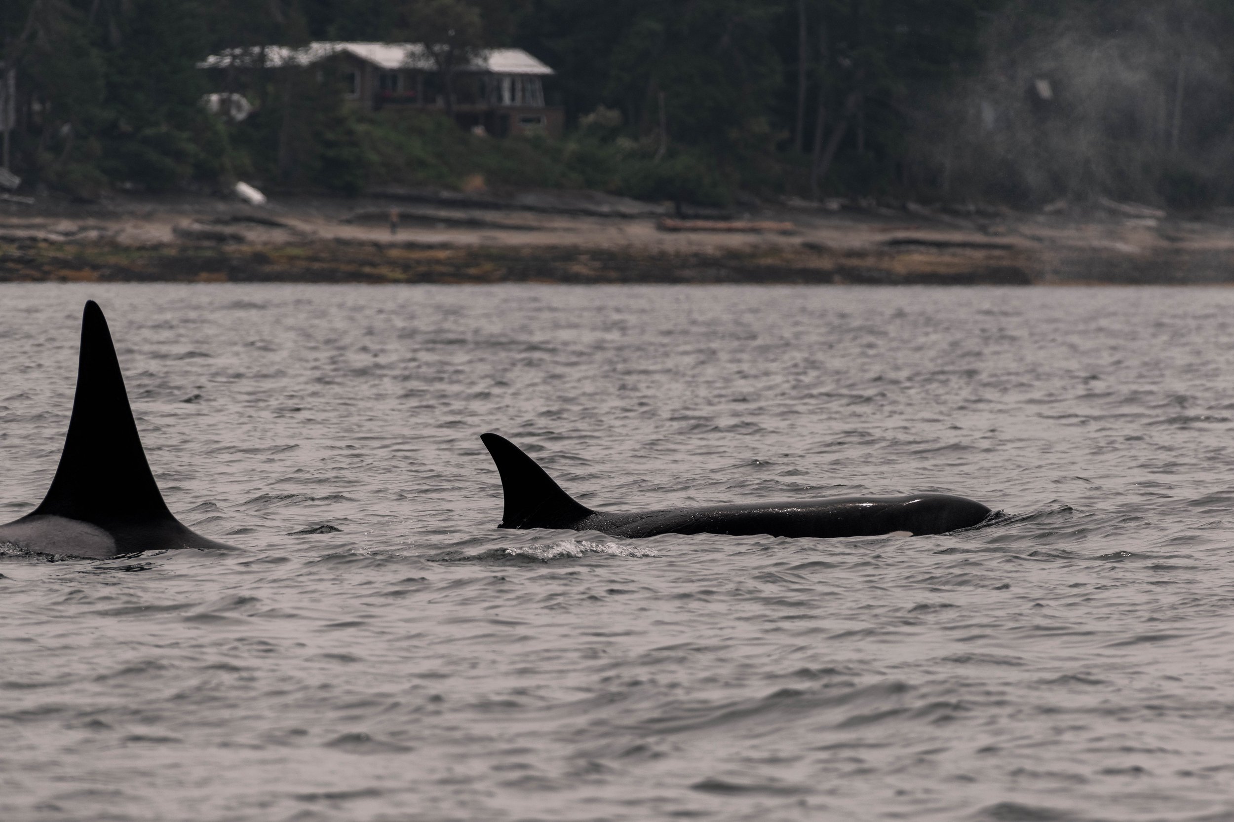 June 24, 2025, 10:30 AM - Double species day nice and close to home