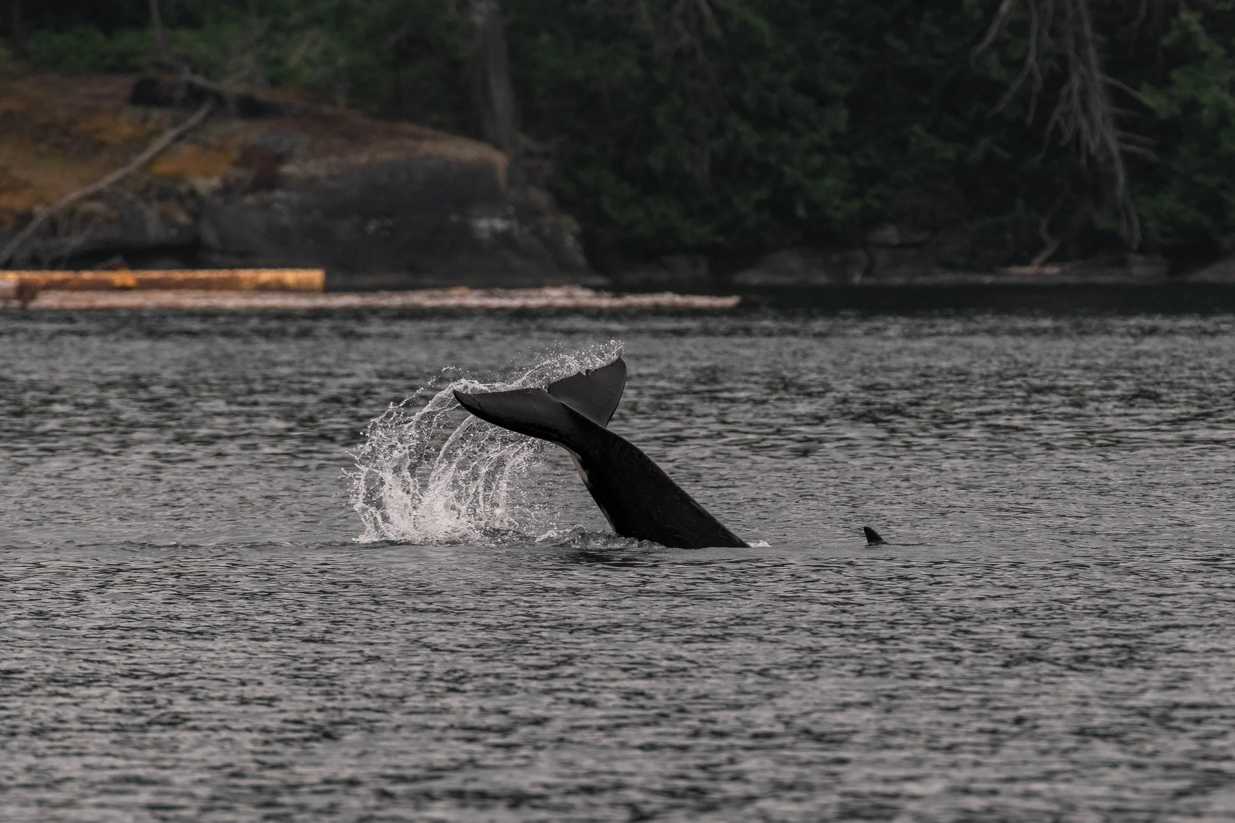 June 24, 2025, 3:30 PM - Humpback Whale Coyote followed by the T065Bs in Northumberland Channel