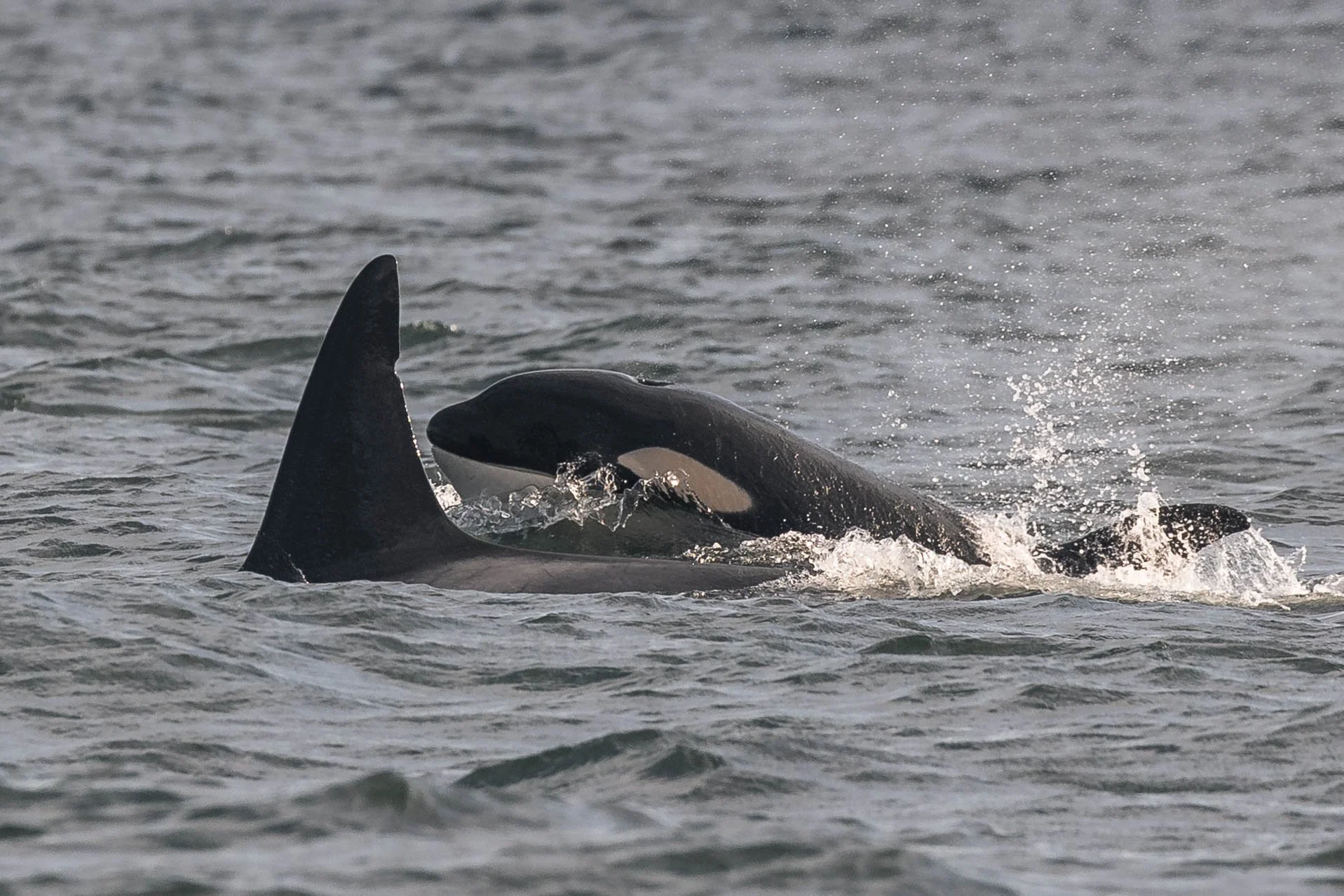 June 25, 2025, 3:30 PM - A couple pods of orca had us back and forth through Dodd Narrows with reports popping up all over the Salish Sea! 
