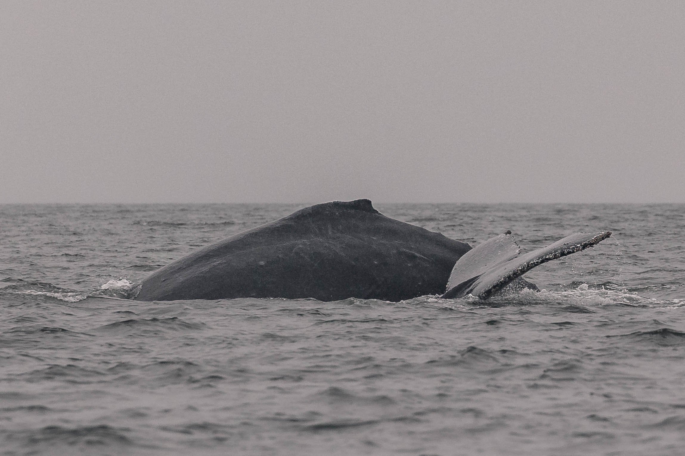 June 26, 2025, 3:30 PM - A Handful of Humpbacks!
