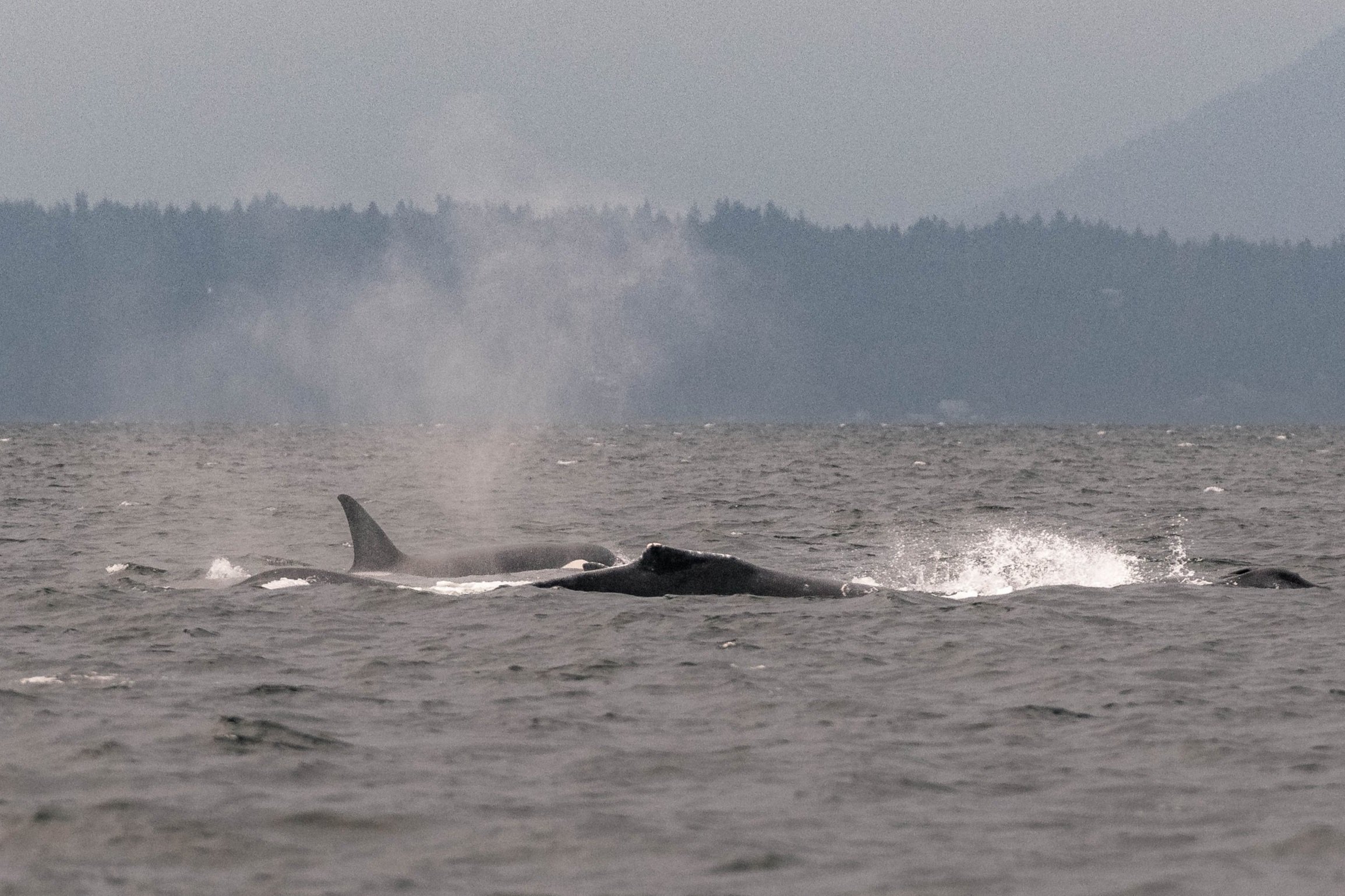 June 27, 2025, 3:30 PM - Orca vs. Humpbacks: Who will win?!
