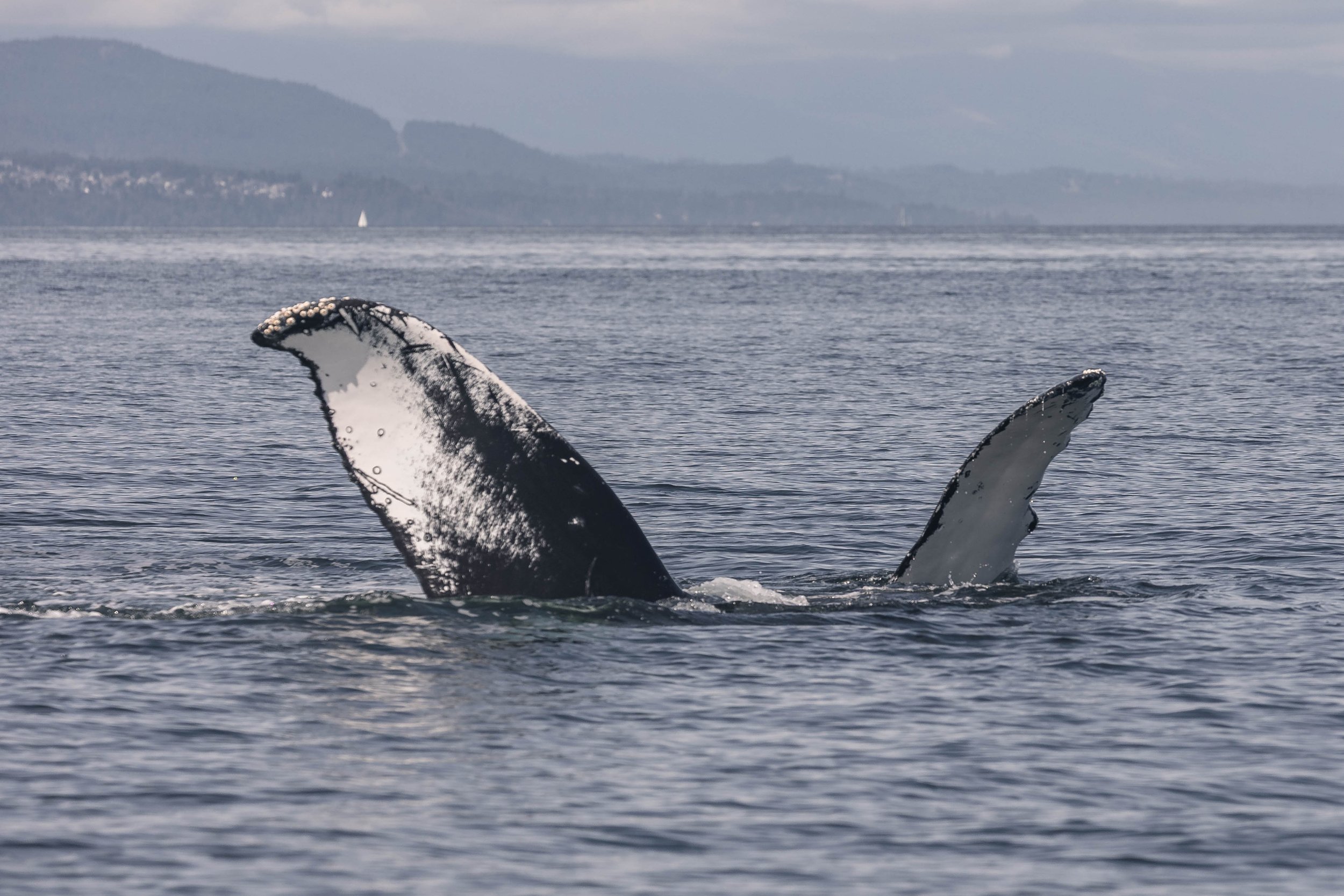 June 28, 2025, 10:30 AM - Humpbacks all over the Strait! 