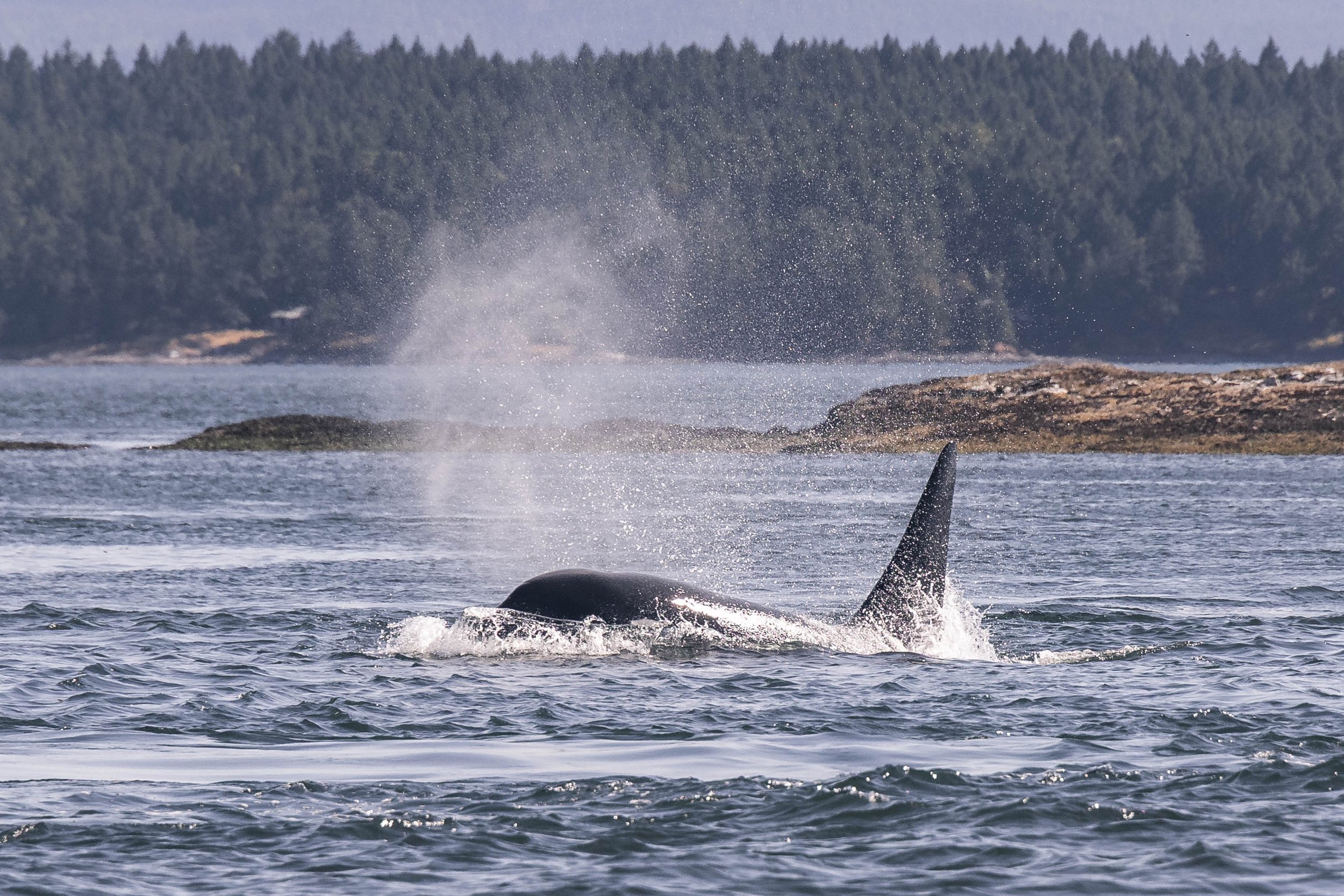 June 29, 2025, 3:30 PM - Having a great time with the T065Bs and a trio of Humpbacks