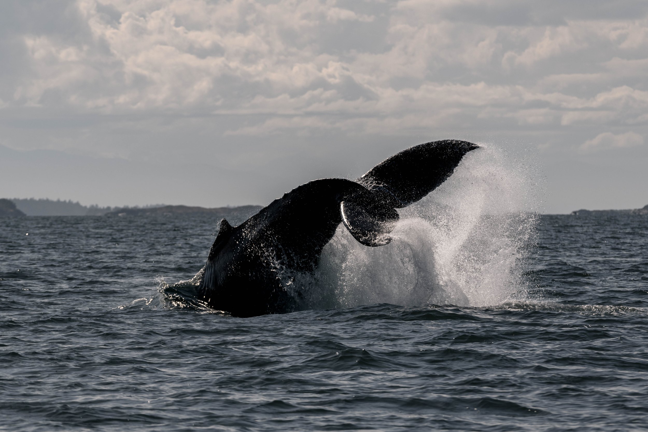 July 2, 2025, 3:30 PM - A fleeting look at the T049As and some Humpback Whales near Nanoose