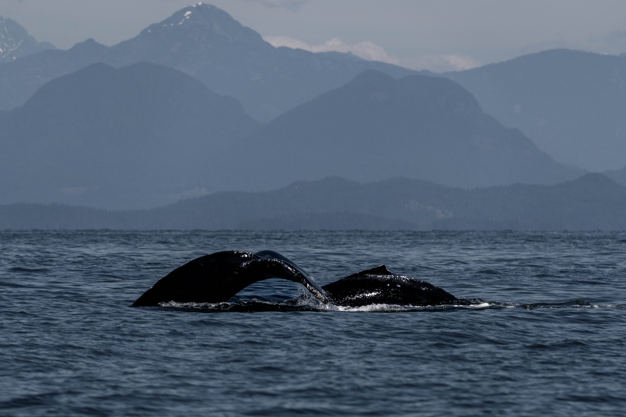 July 4, 2025, 10:30 AM - Big Mama and her calf return to our area!!!