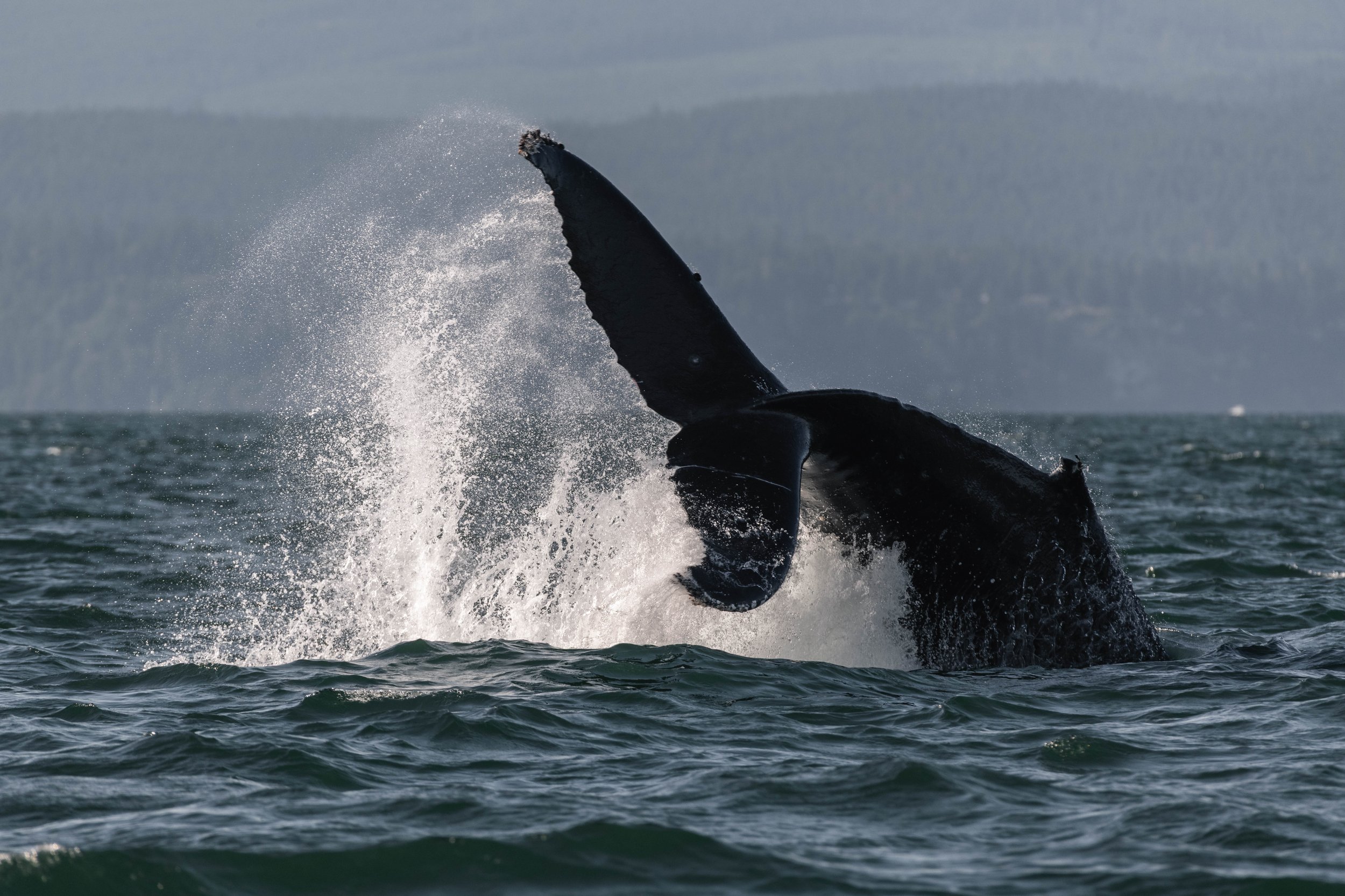 July 4, 2025, 3:30 PM - It was Humpback Soup at Halibut Bank