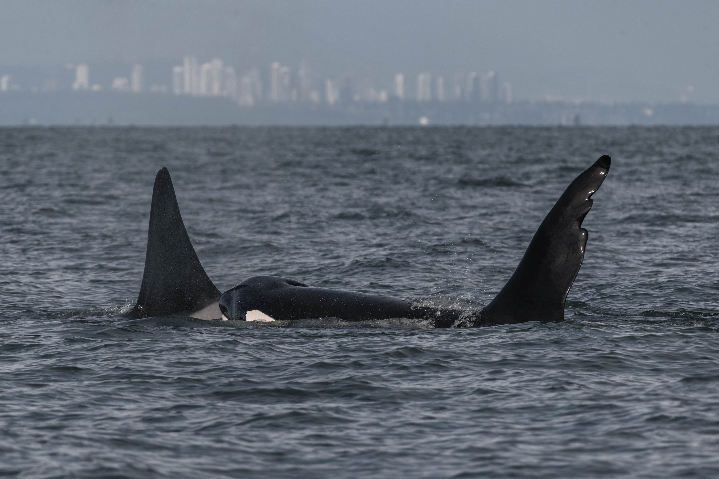 July 3, 2025, 3:30 PM - Orca and Humpbacks out in the Strait