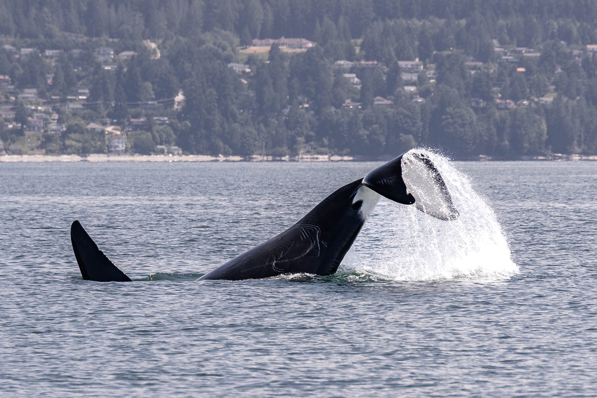 July 6, 2025, 10:30 AM - Journey across the Strait for Humpbacks and Orca! 