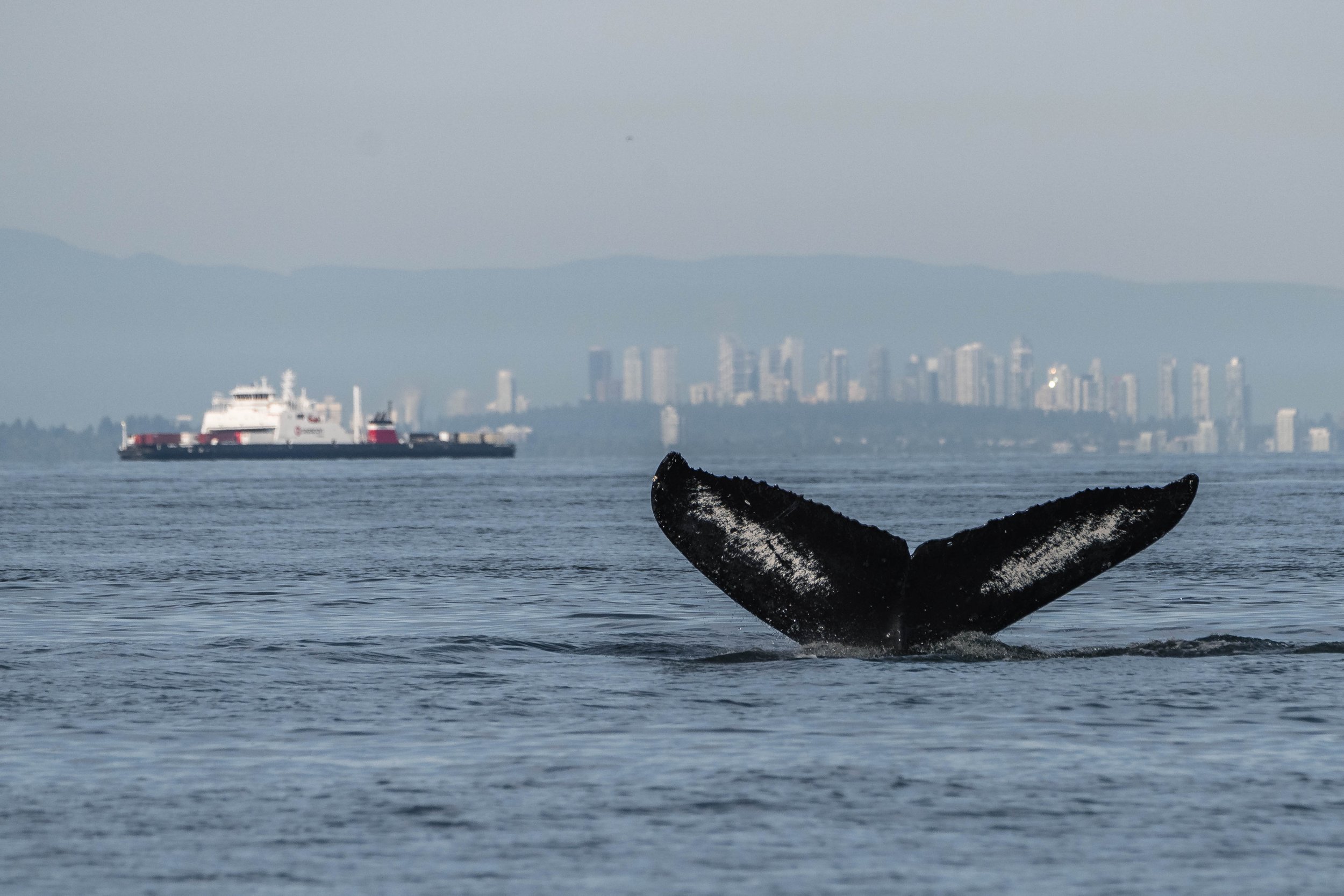 July 7, 2025, 3:30 PM - Humpbacks in the Strait of Georgia. 