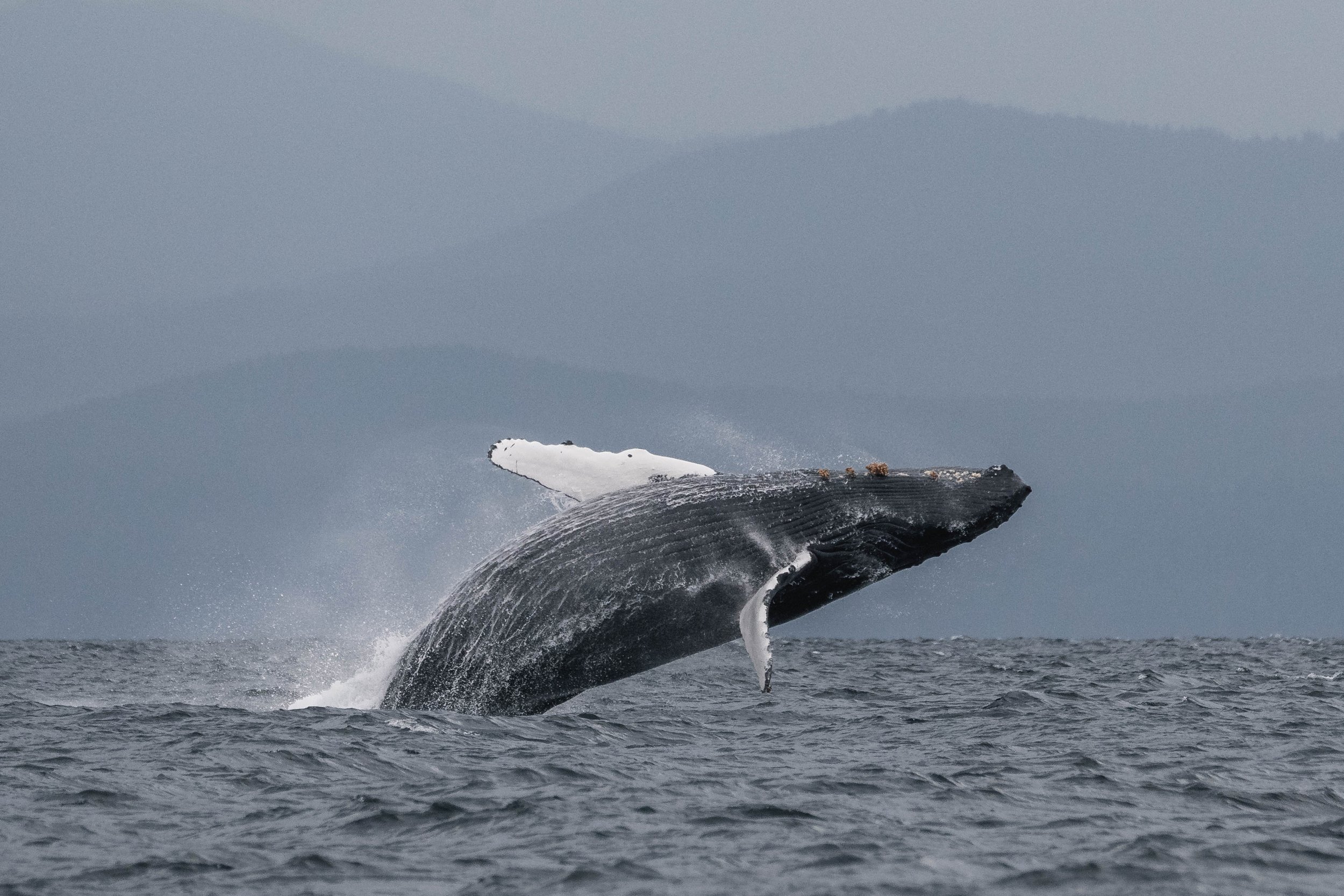 July 8, 2025, 10:30 AM - A humpback trio on Tuesday! 