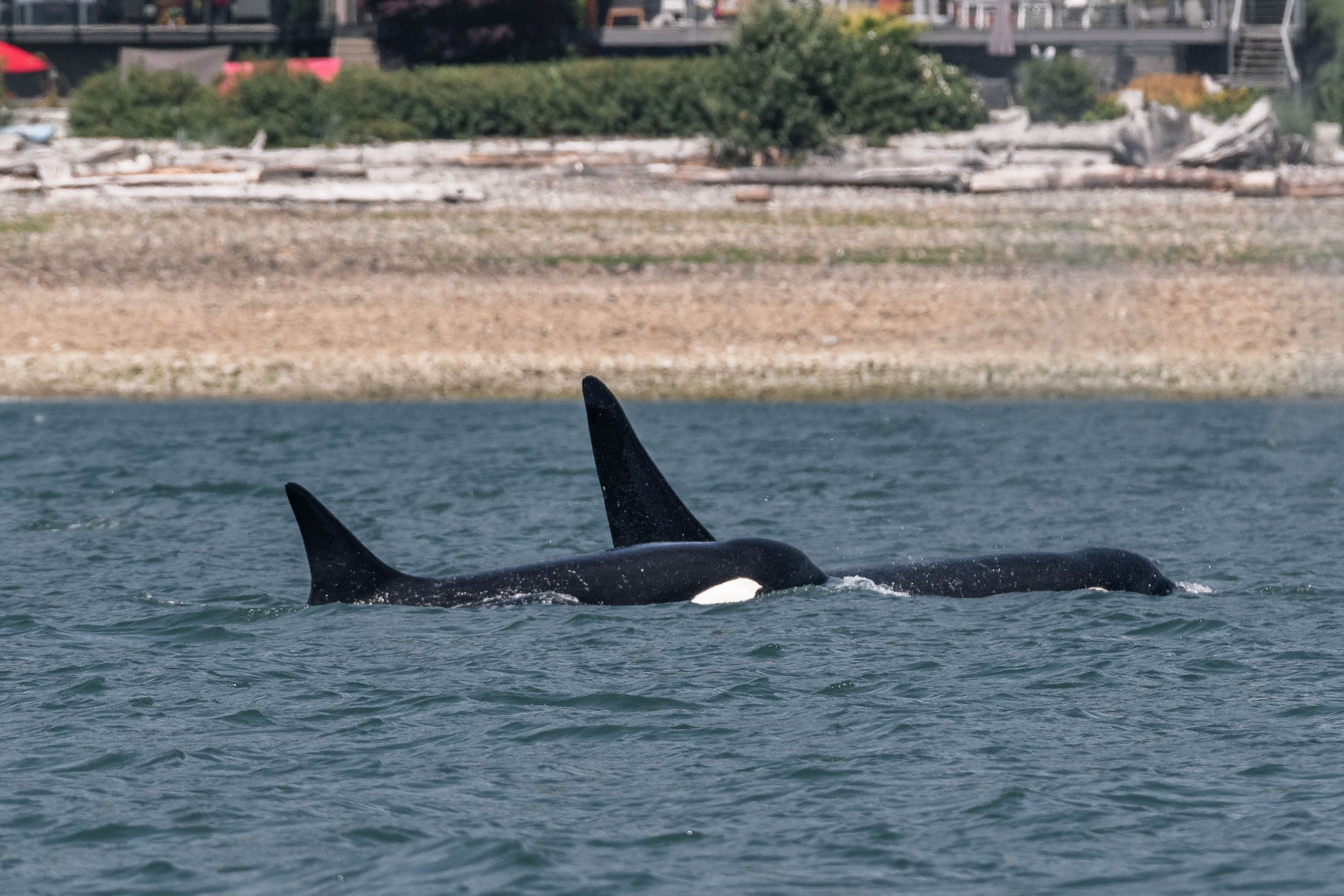 July 11, 2025 - Double the species, double the fun!