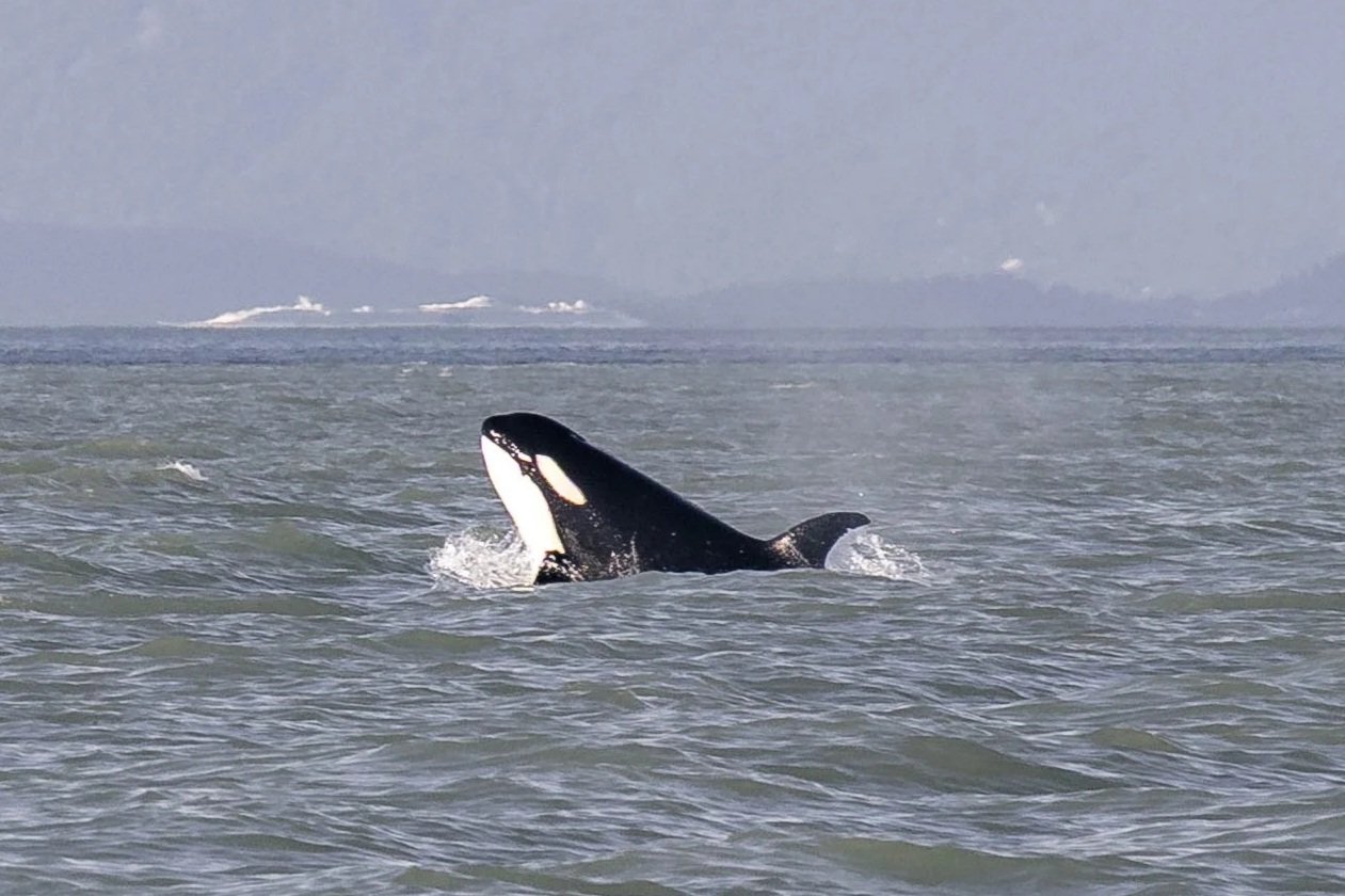 July 13, 2025, 3:30 PM - "Snooping" around near Nanaimo, and the T099s by Richmond!