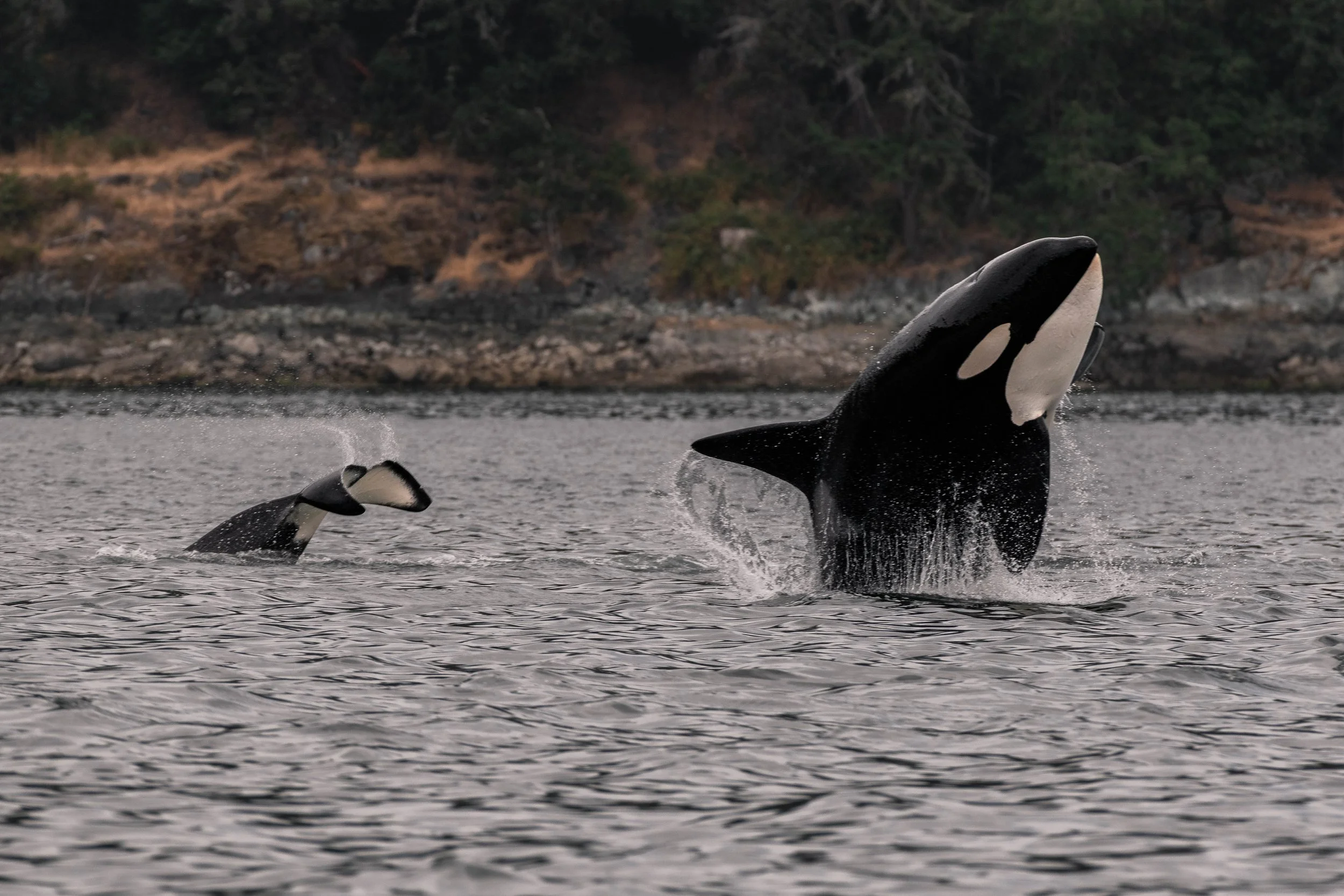July 14, 2025, 10:30 AM - Lunch time in Sansum Narrows