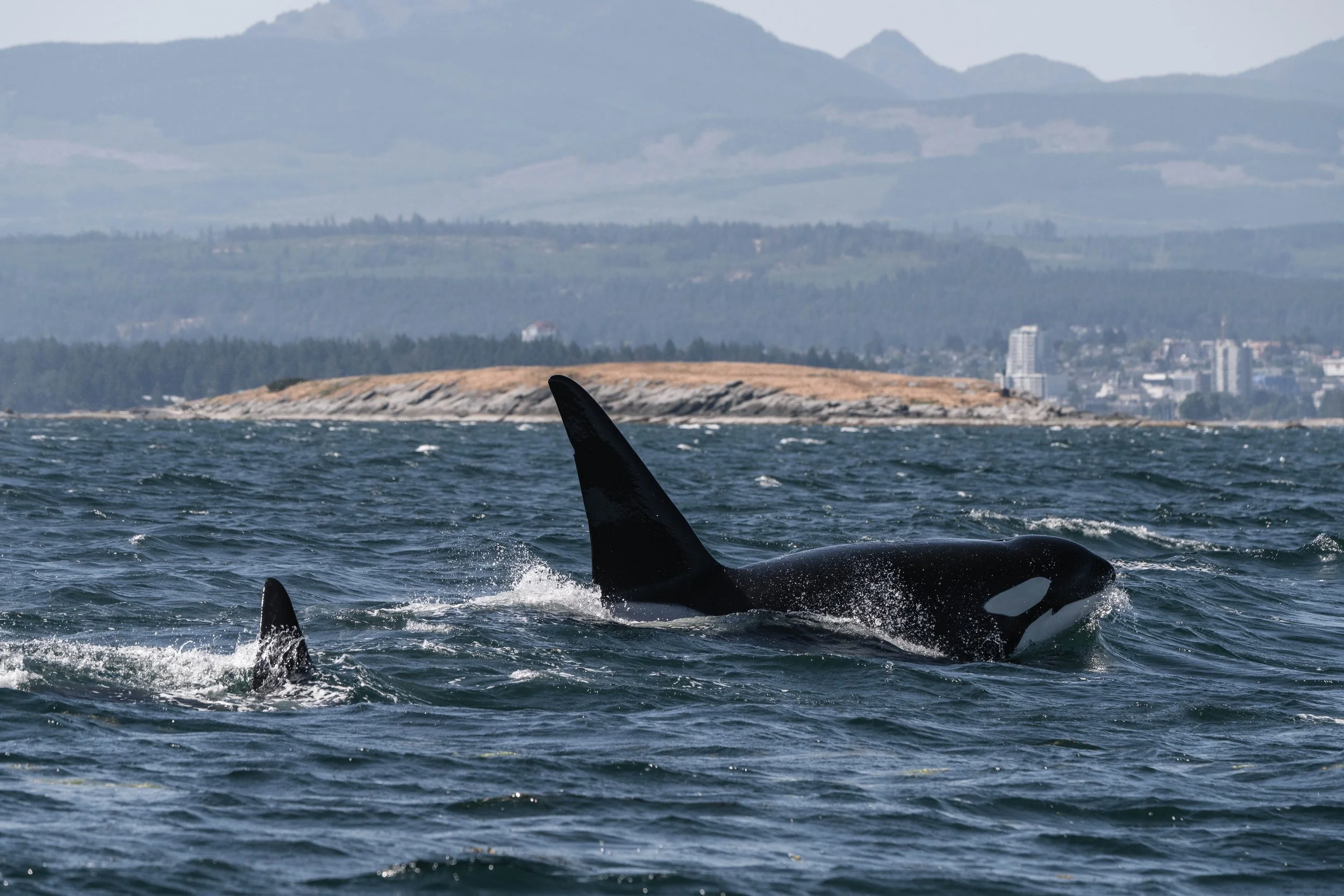 July 15, 2025, 10:30 AM - T-Partying in the waves 