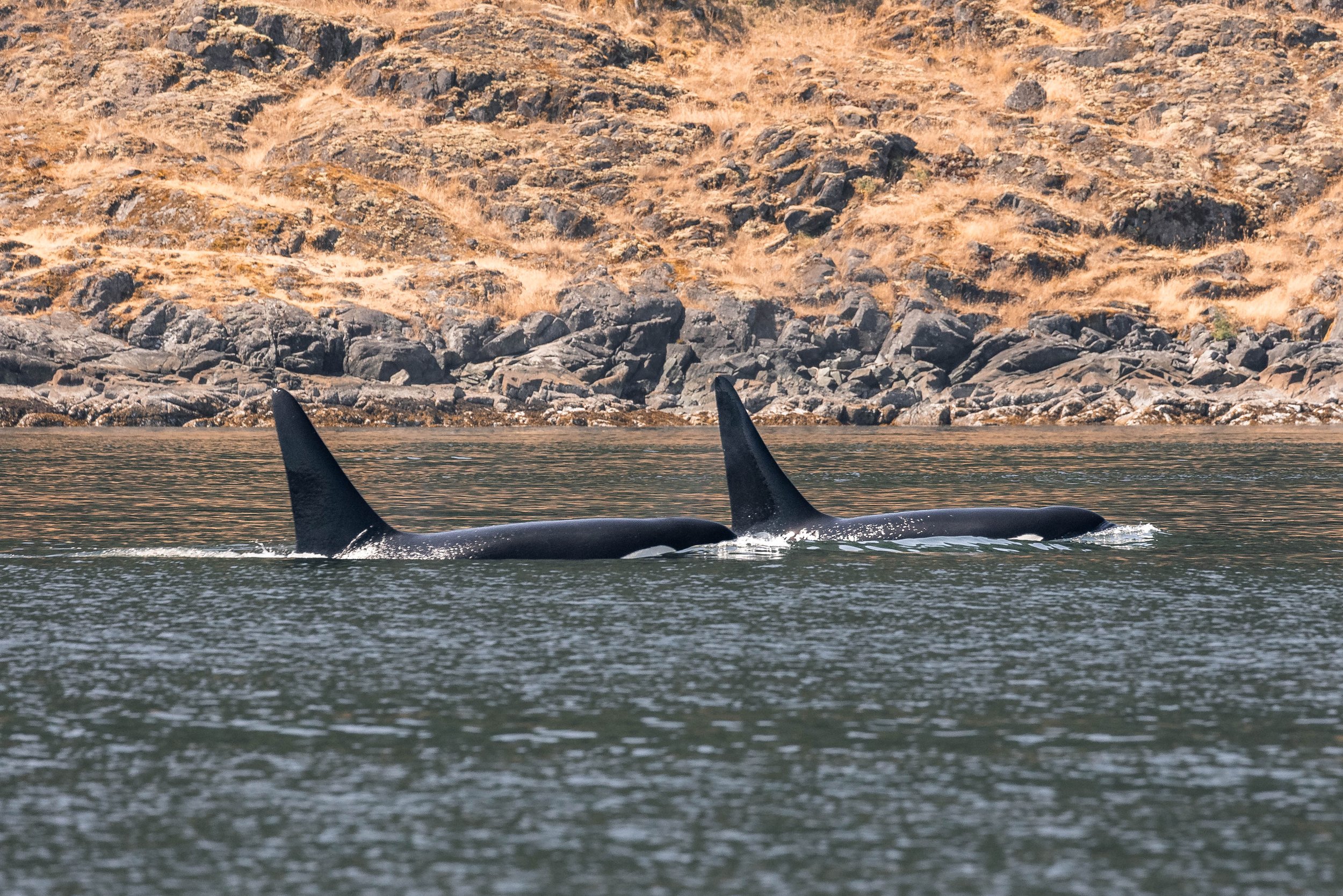 July 16, 2025, 10:30 AM - The T101s meander along the inside passage
