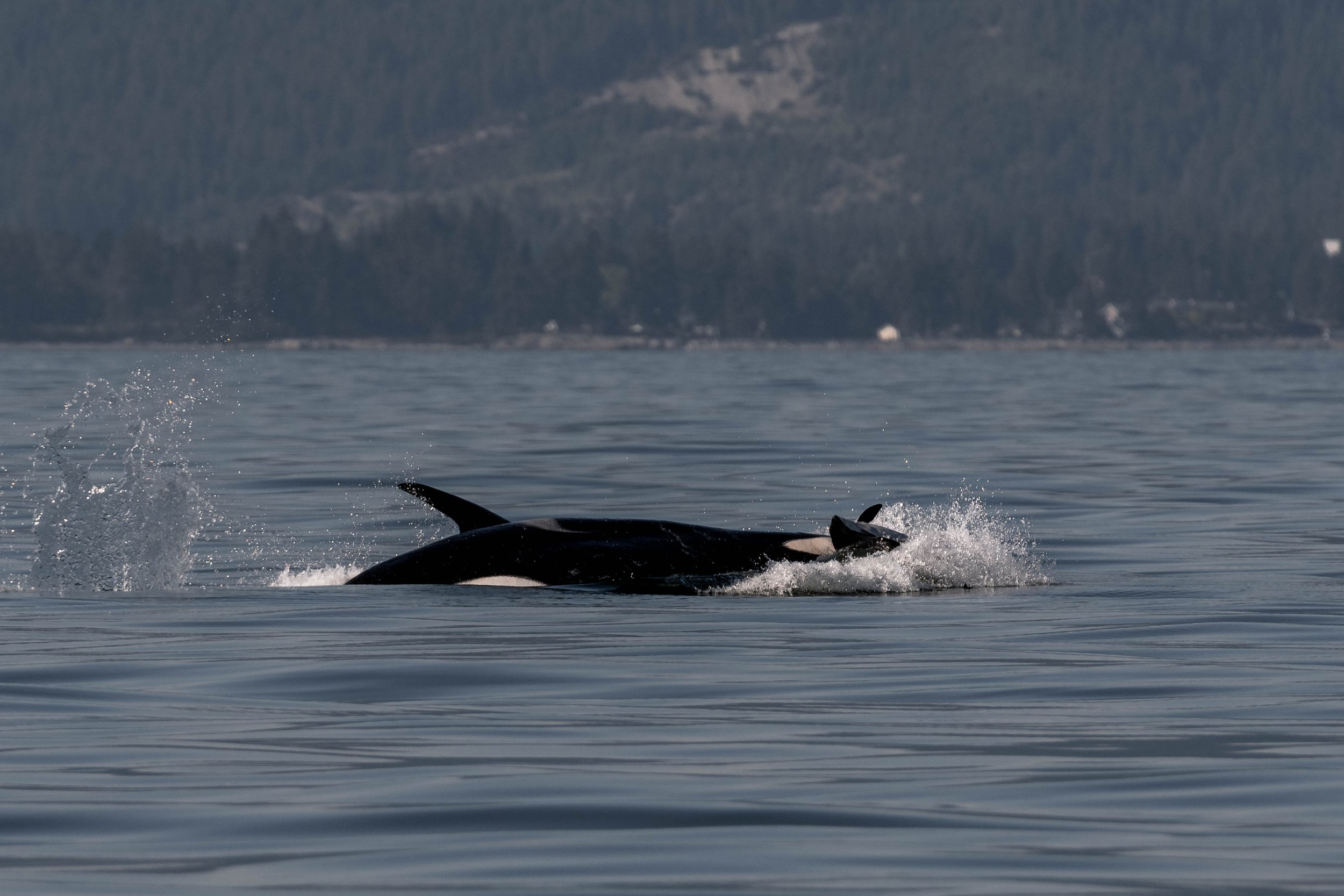July 17, 2025, 3:30 PM - Ts times two in the Strait, and some hungry humpbacks! 
