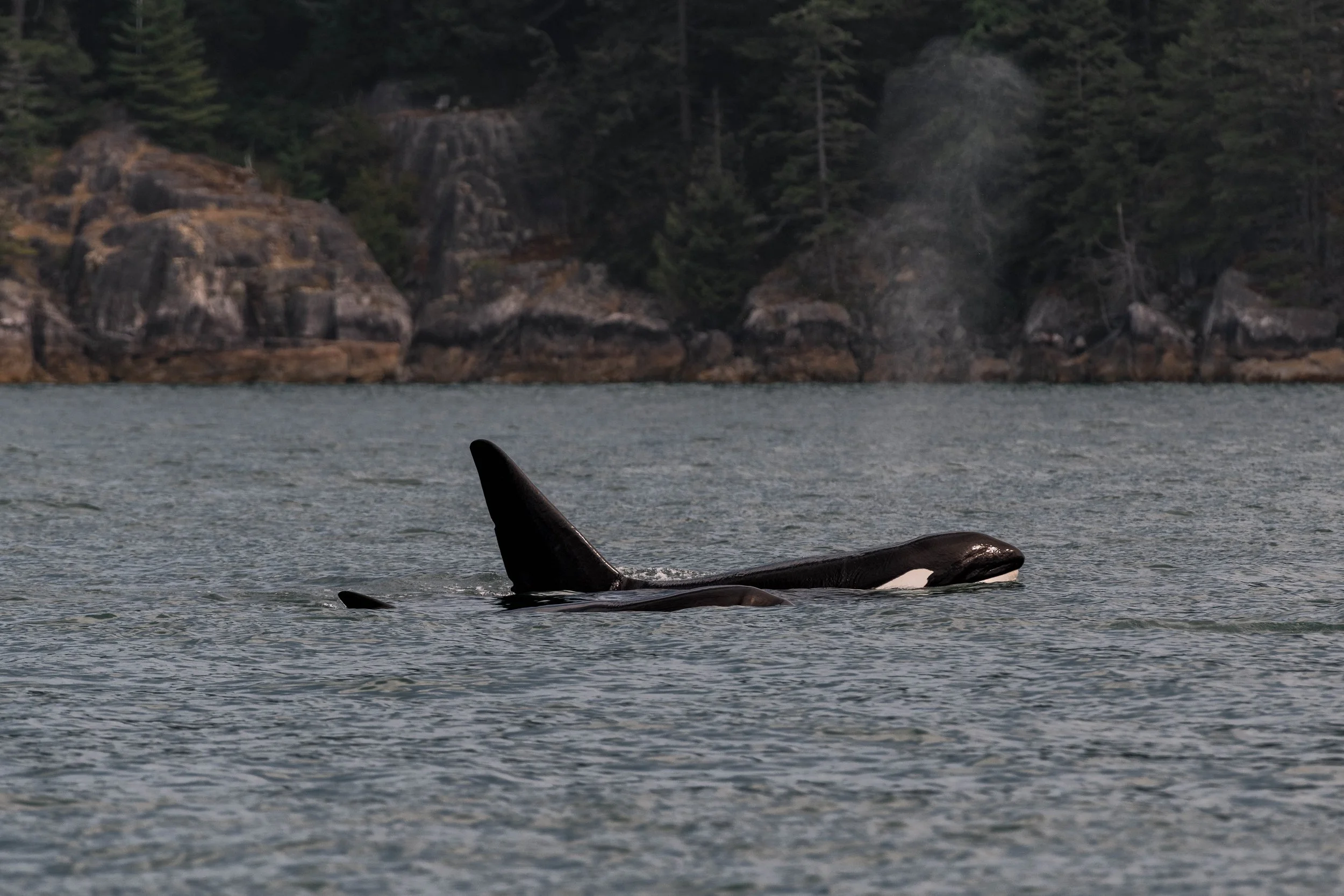 July 18, 2025, 10:30 AM - Orca in the Sound and humpbacks in the Strait. 