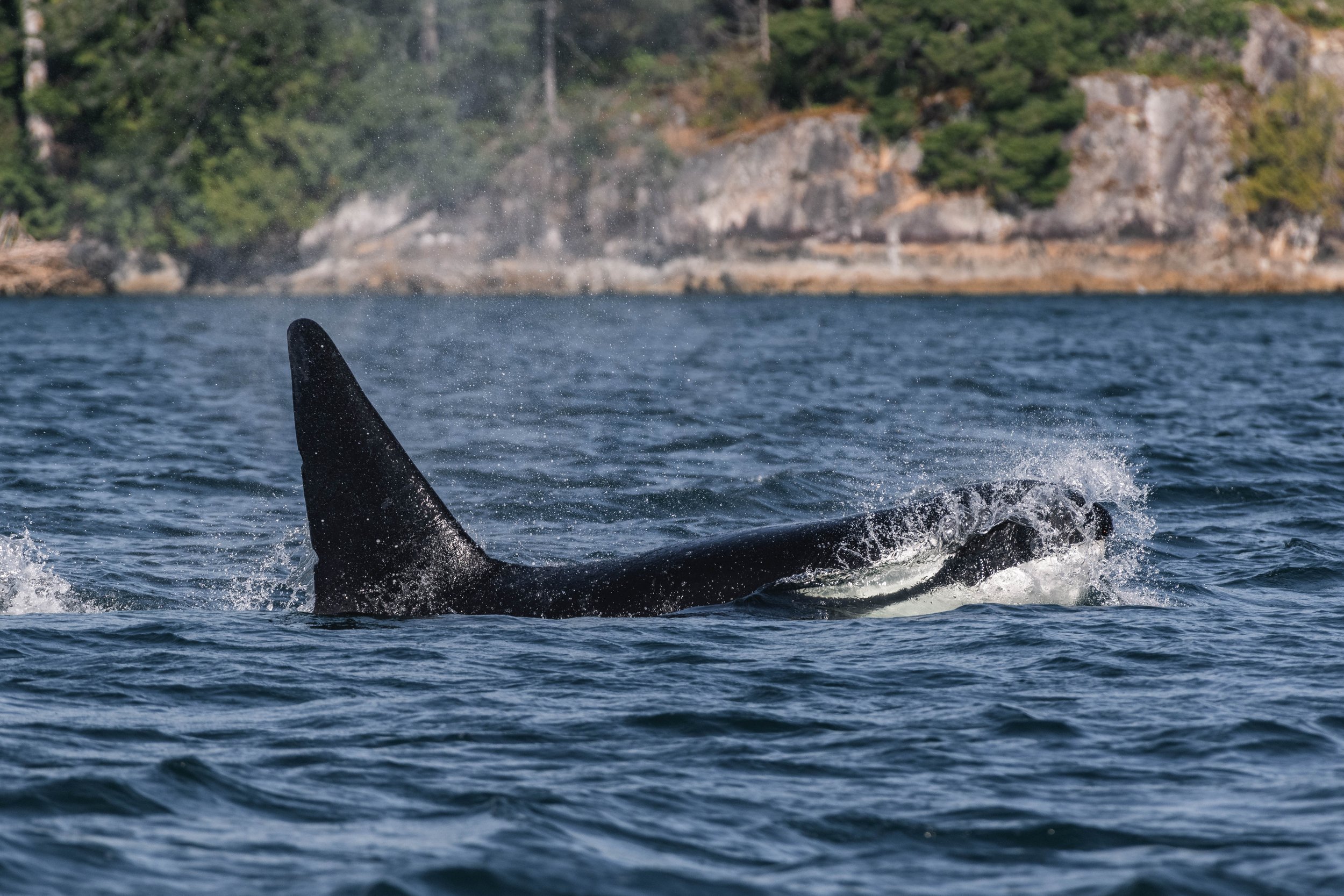 July 18, 2025, 3:30 PM - Humpbacks near Gabriola, and the T137s in Howe Sound