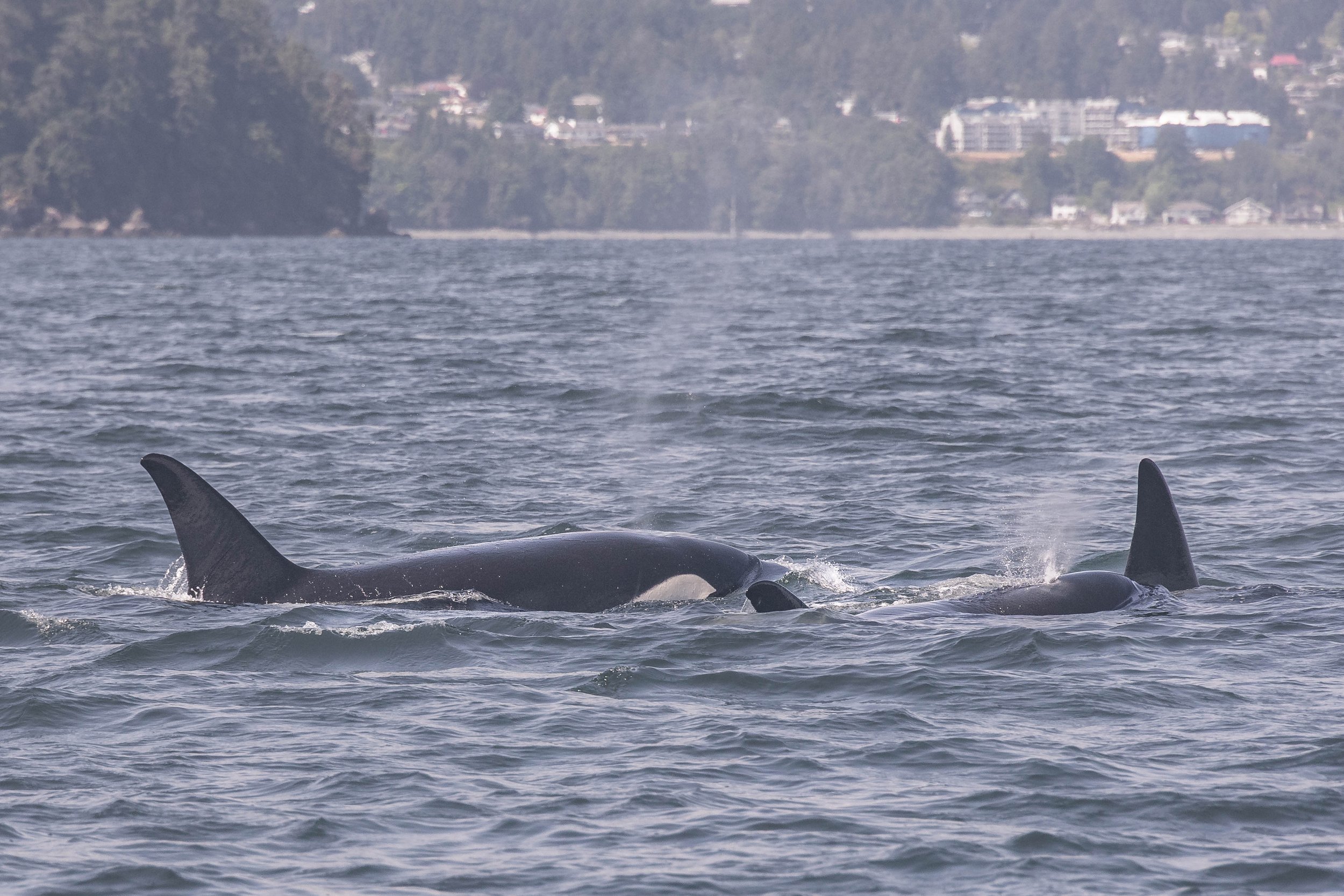 July 20, 2025, 10:30 AM - T123s at Duke Point, and a gaggle of Humpbacks in the Strait!