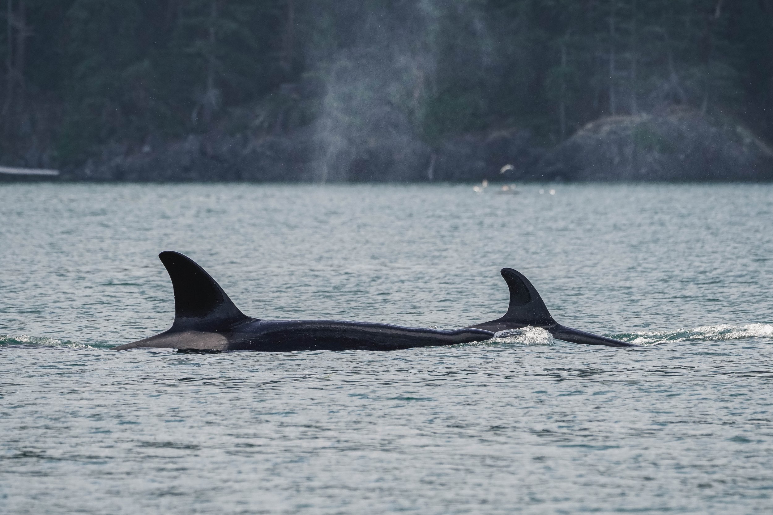 July 21, 2025, 3:30 PM - Humpback babies and the T036As along the Sunshine Coast