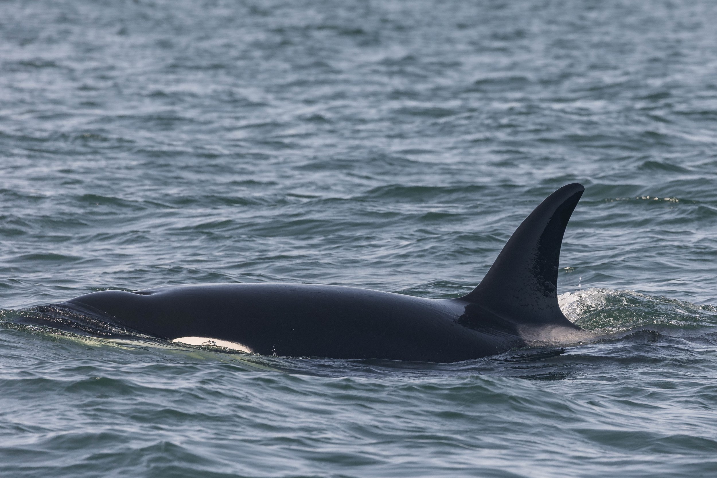 July 22, 2025, 3:30PM - Spending time with the T046s and T037A1, plus Fallen Knight and Strike the Humpbacks!