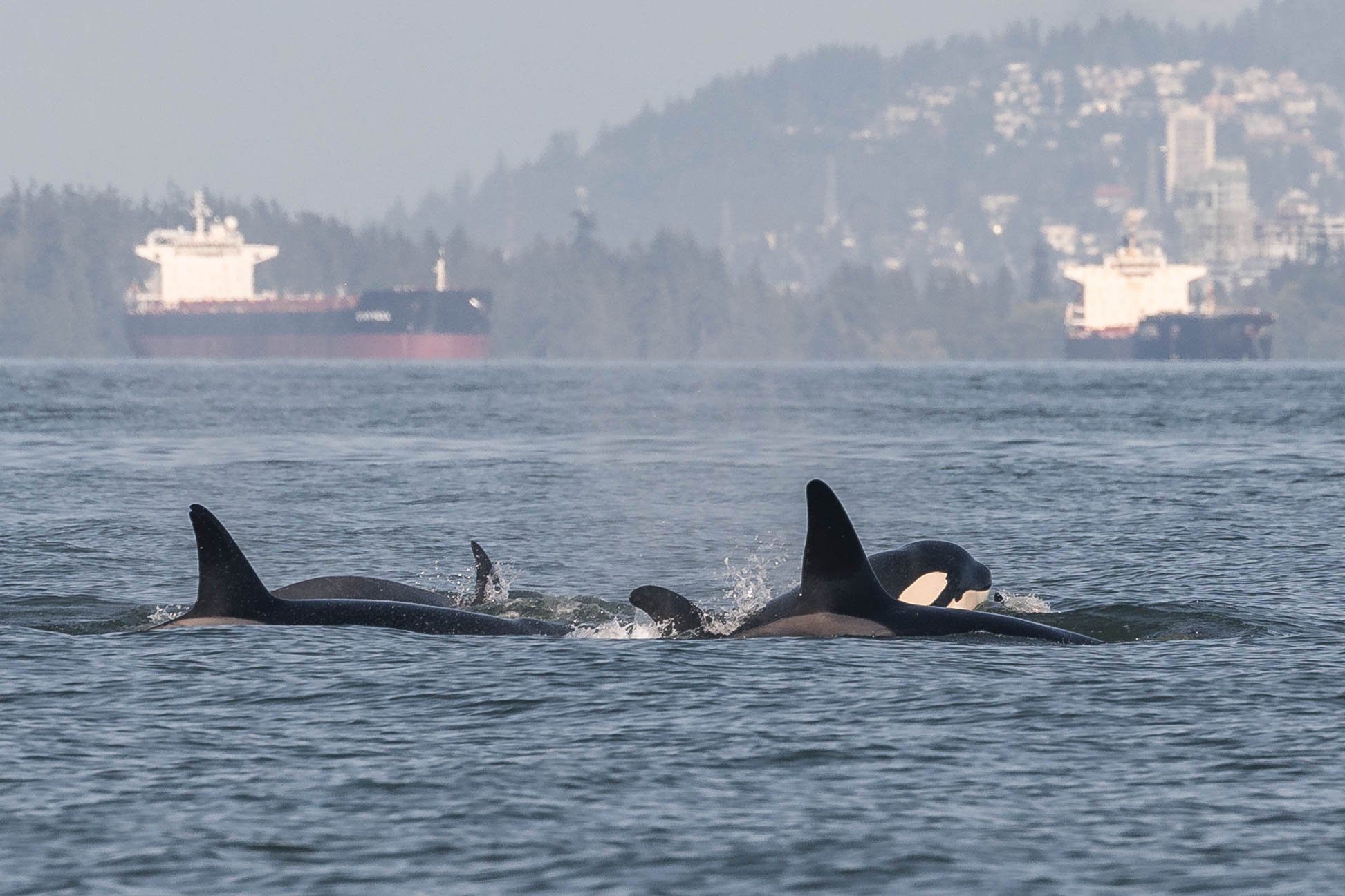 July 23, 2025, 3:30 PM - Double species in the Strait. 