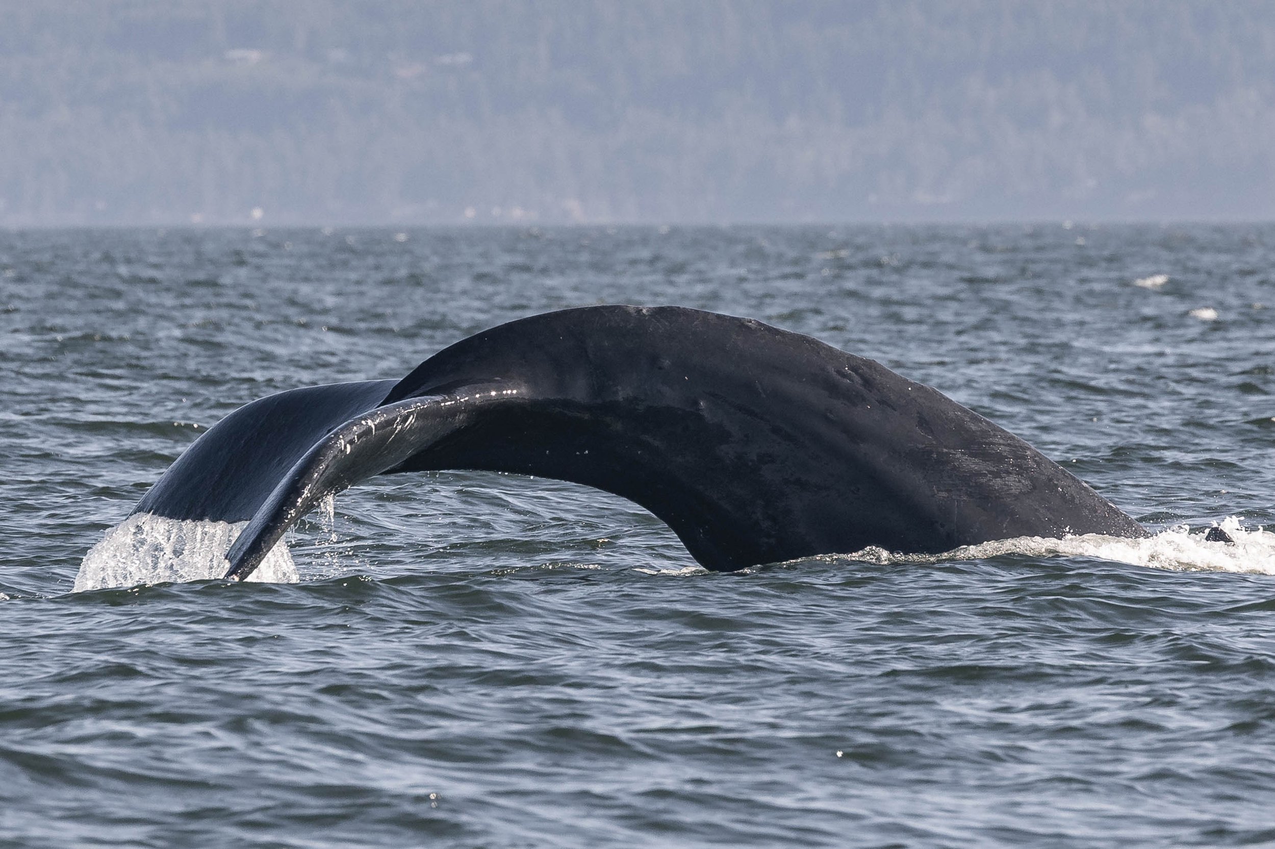 July 24, 2025, 3:30 PM - Three Humpbacks feeding in the Strait of Georgia