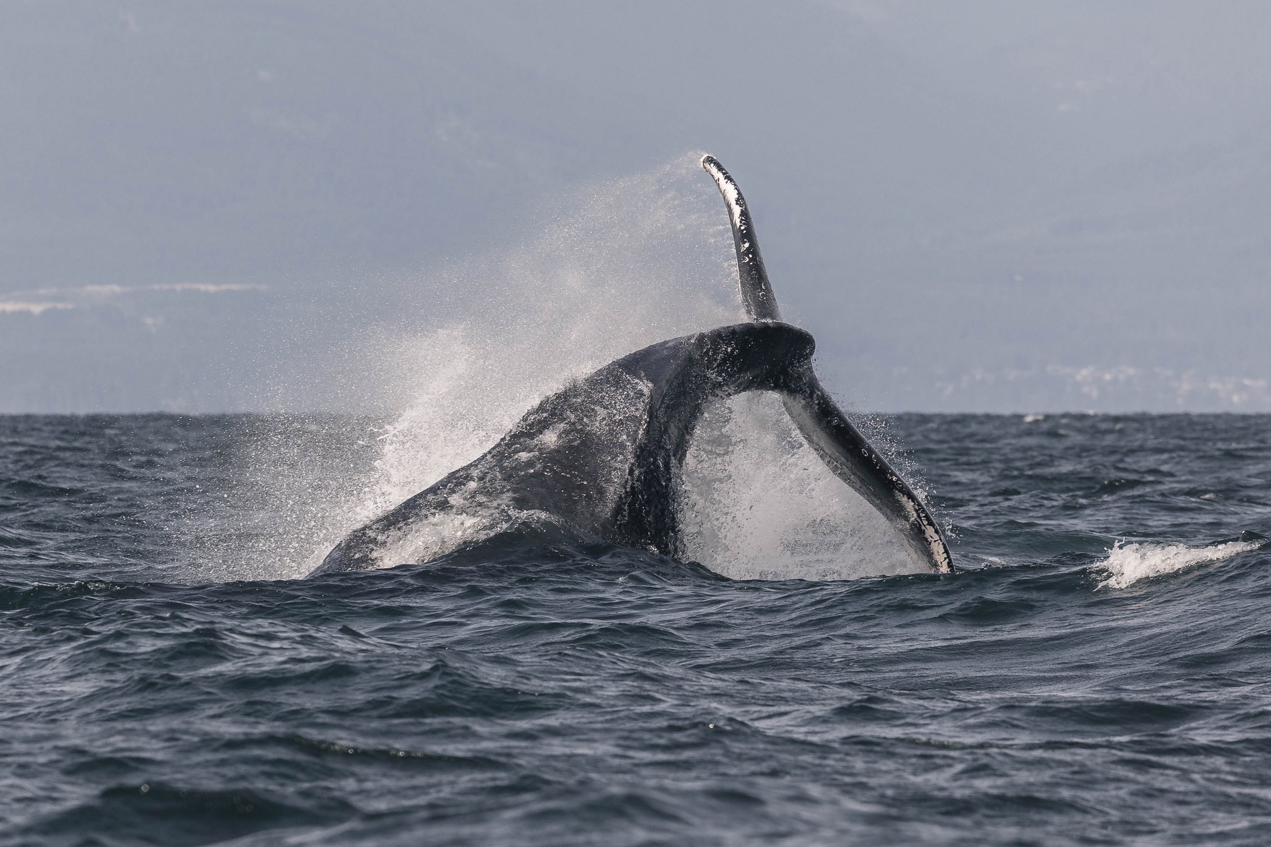 July 25, 2025, 3:30 PM - Happy Humpbacks off of Nanaimo