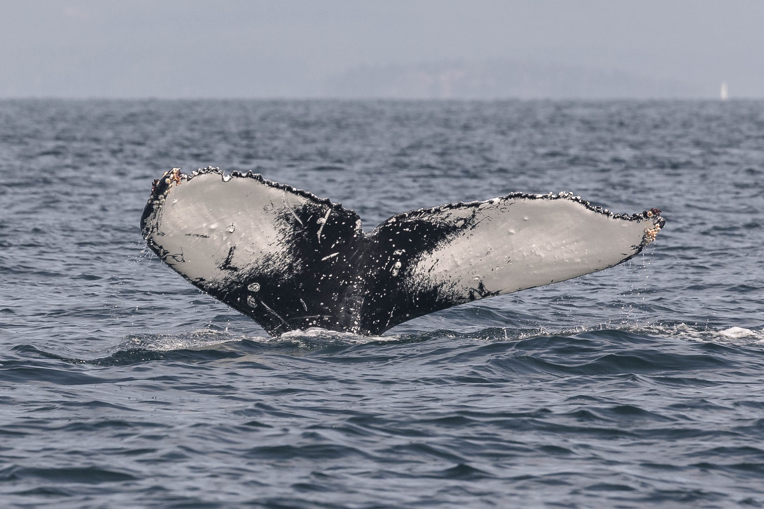 July 26, 2025, 10:30 AM - A ganglion of humpbacks!