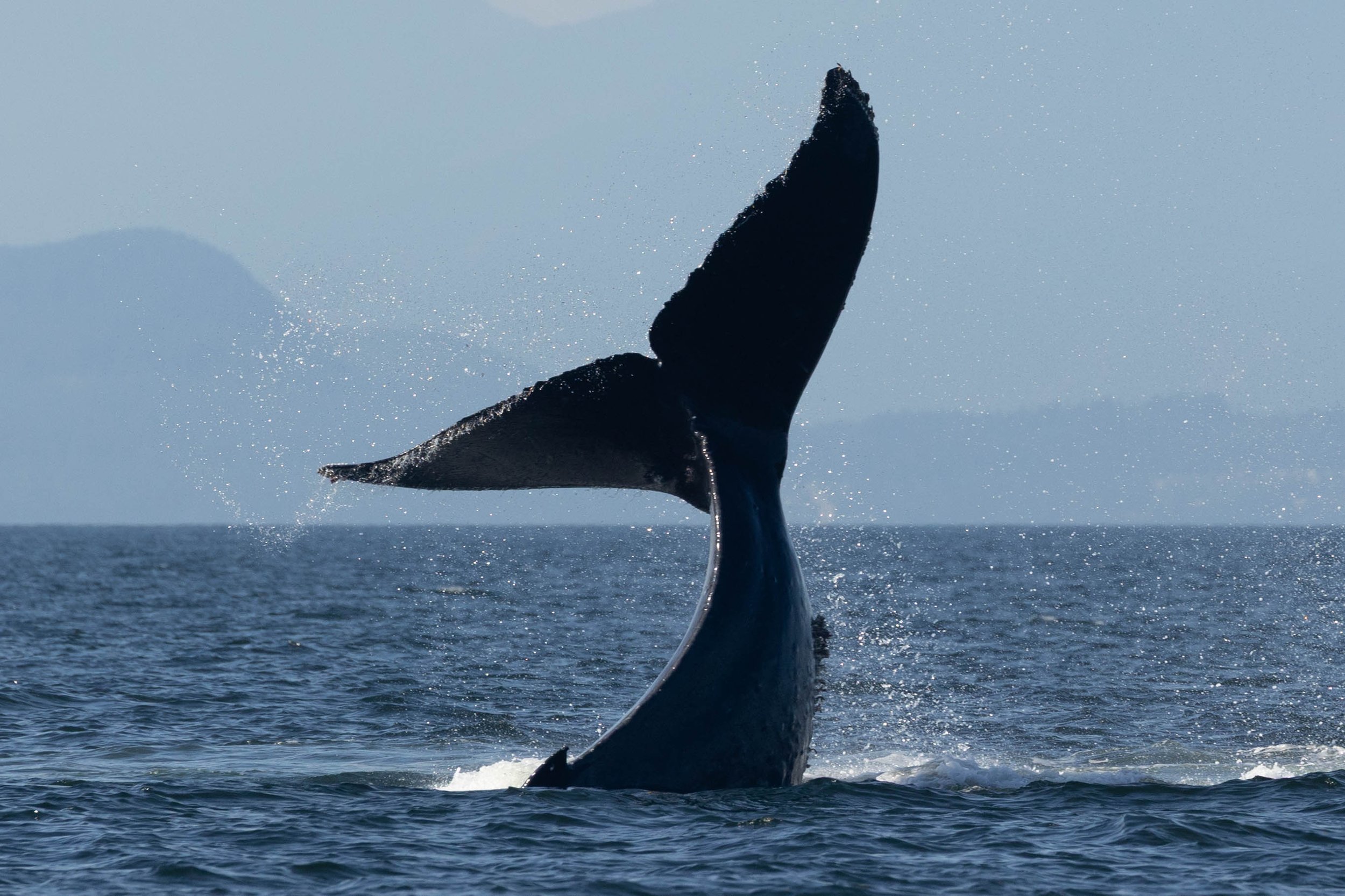 July 27, 2025, 3:30 PM - Fleeting associations with our Humpback Whales