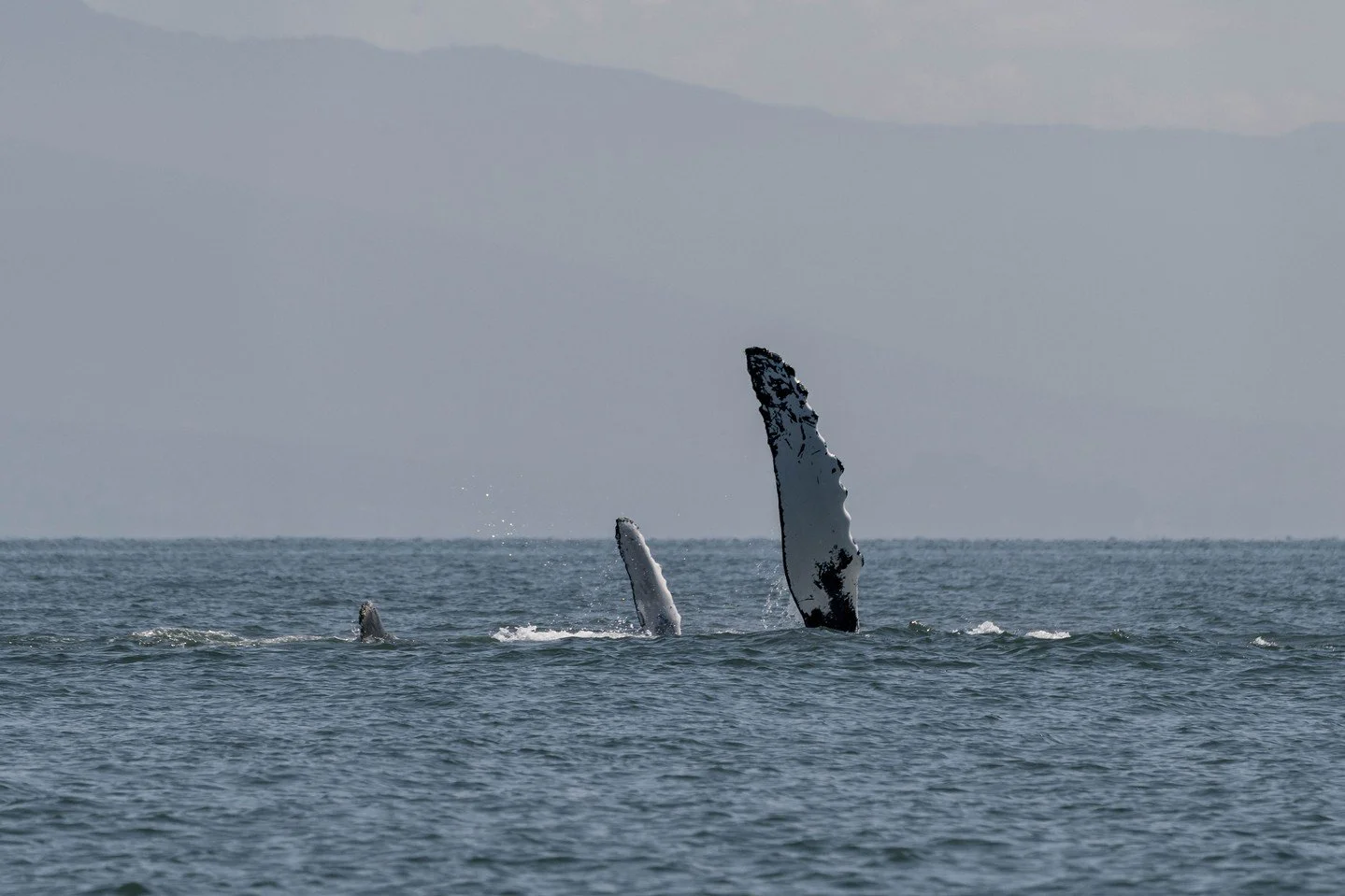 It's Humpback Baby Season! 

We are seeing so many babies being brought back to the Salish Sea during our tours! Seeing these adorable little humpbacks learning and playing by their mom's side is something incredibly special as they continue to grow 