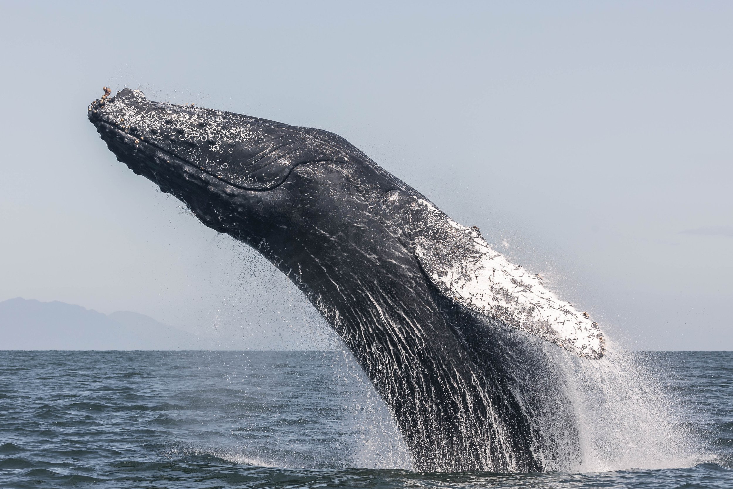 August 1, 2025, 10:30 AM - Humpbacks everywhere you look!