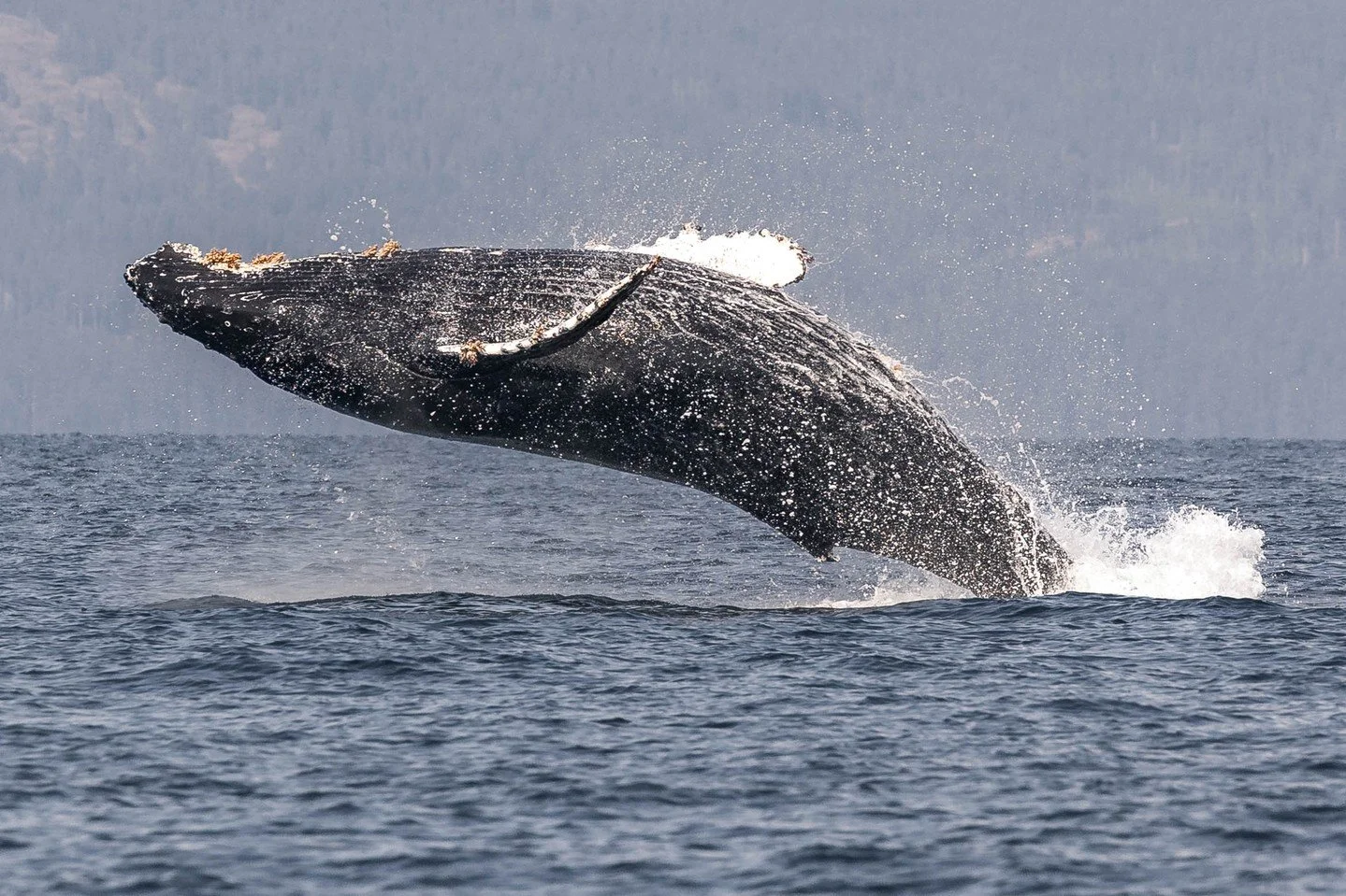 Breaching: one of the most exciting behaviours that we see during our tours, but also quite rare. But Why?

A breach from a whale is the most energetically expensive thing that happens in the animal kingdom, in a single action. They need to reach an 