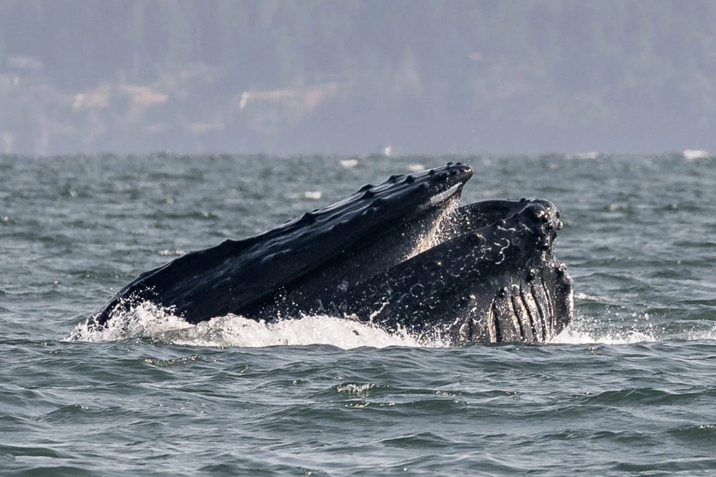 August 1, 2025, 3:30 PM - Eleven whales in an Evening!