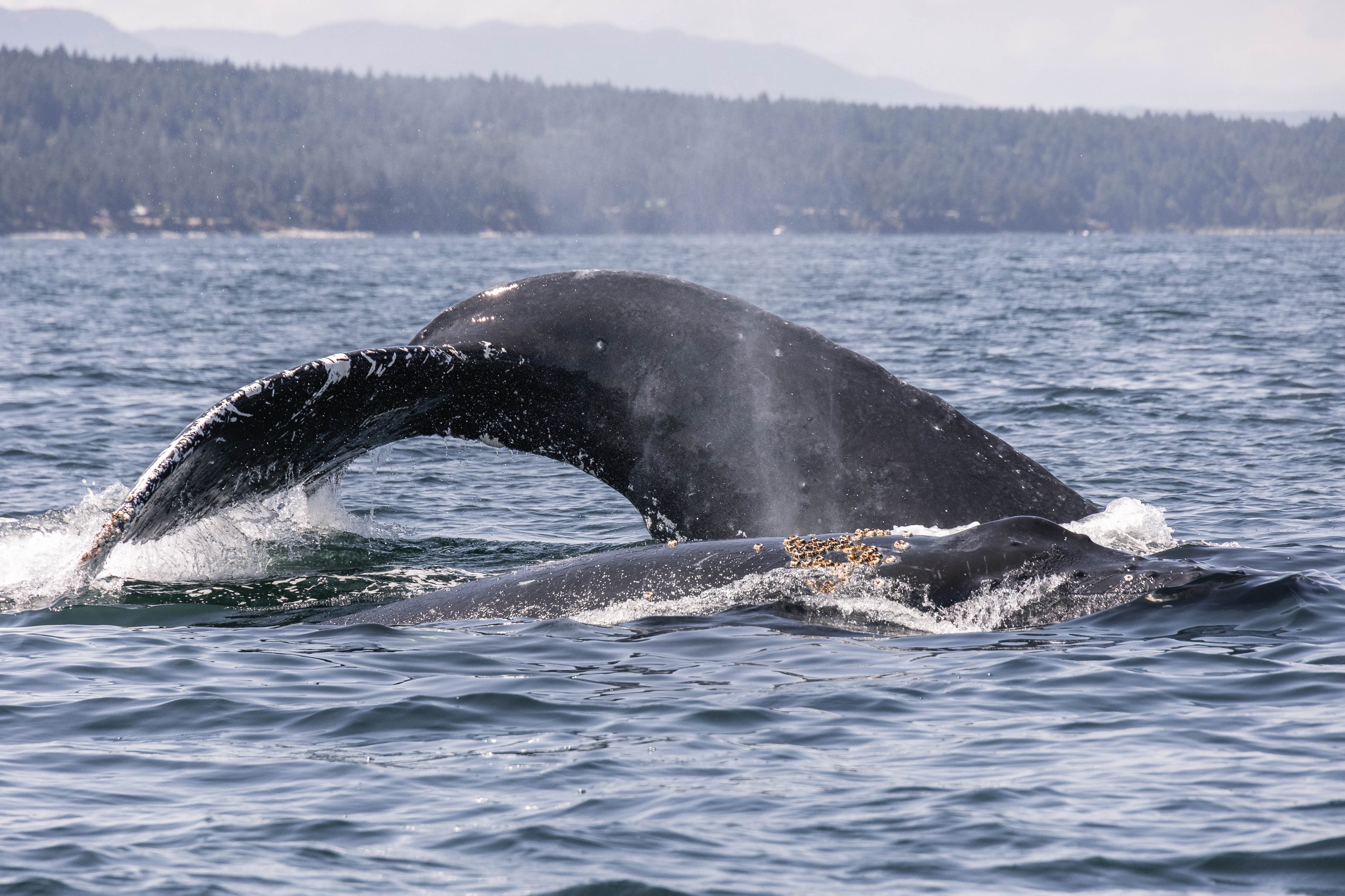 August 2, 2025, 10:30 AM - Humpback Whales partying in the Strait