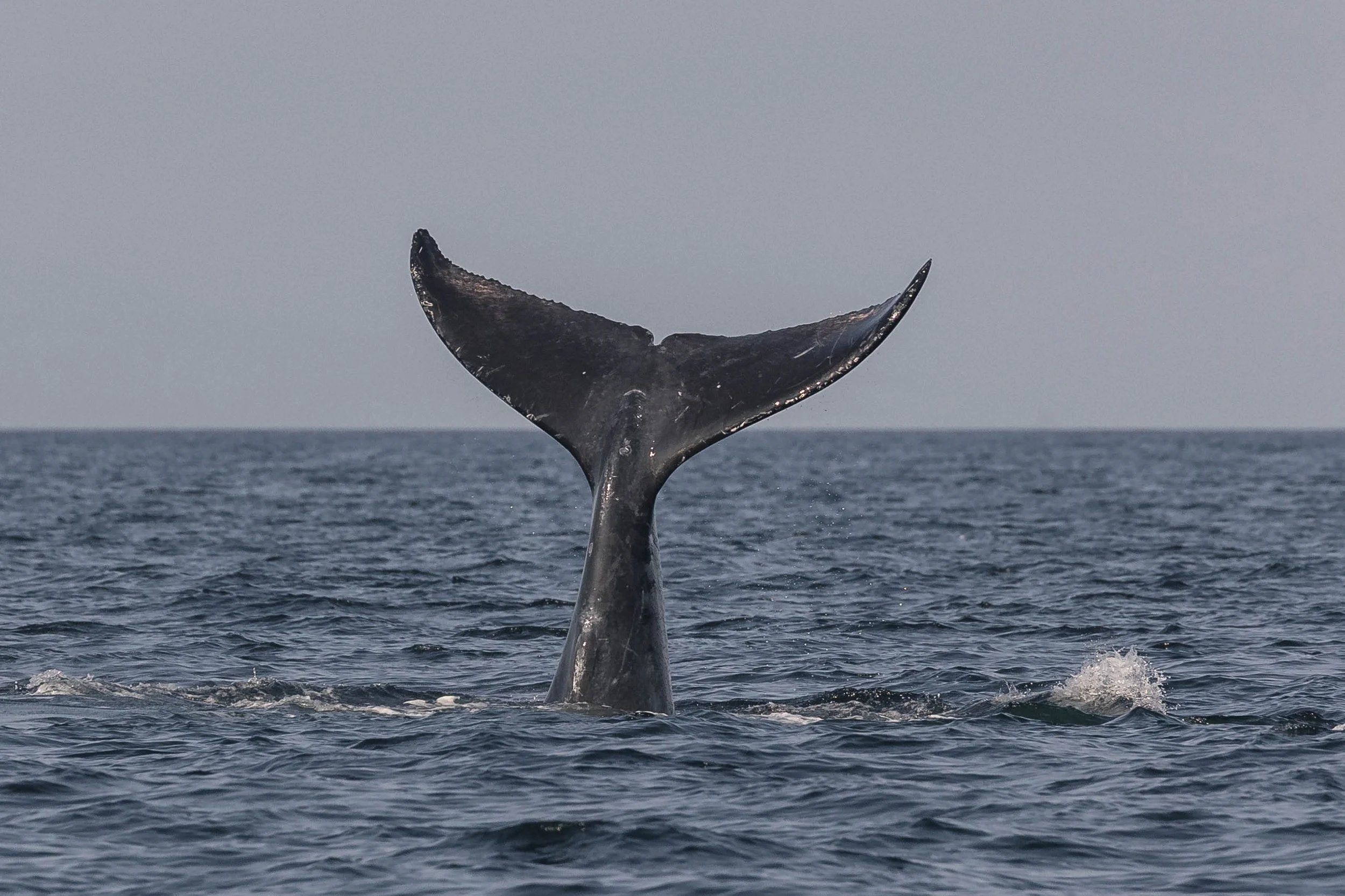 August 3, 2025, 3:30 PM - All different sizes and ages of humpbacks in the Strait this afternoon!  