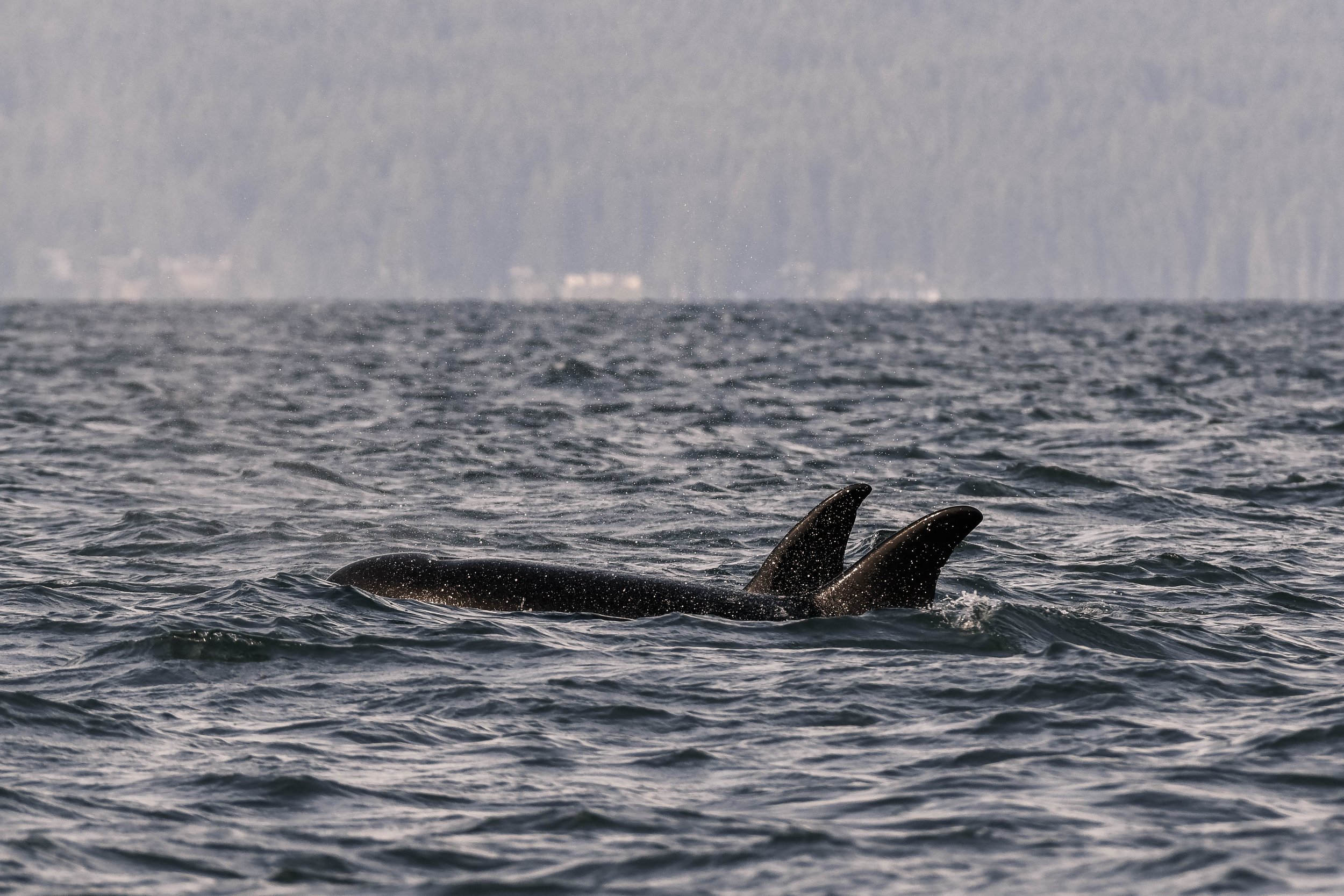 August 4, 2025, 3:30 PM - Adventures in the Nursery, and orca by Halibut Bank!