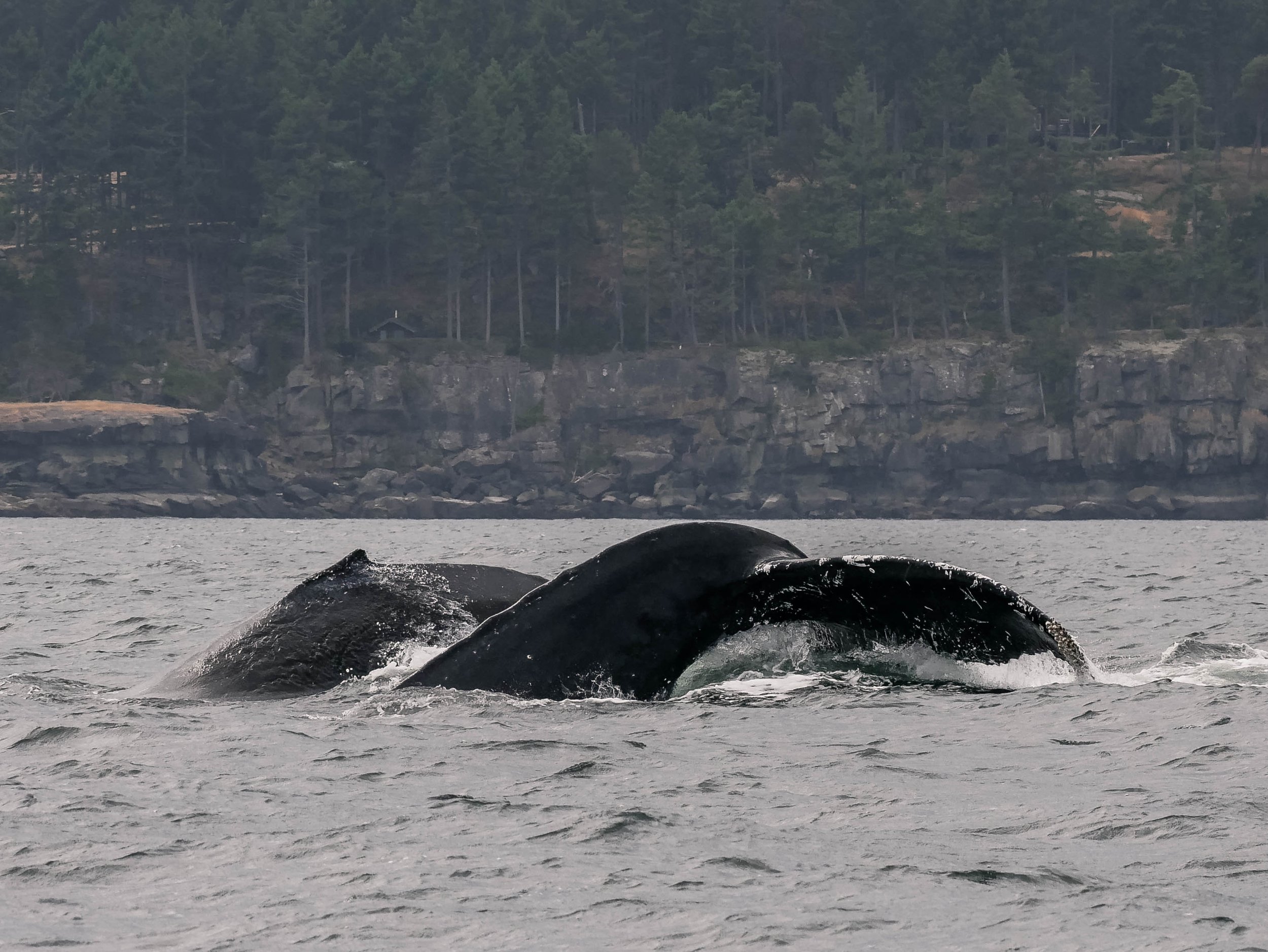 August 5, 2025, 10:30 AM - Humpbacks from Hawaii in the SOG!