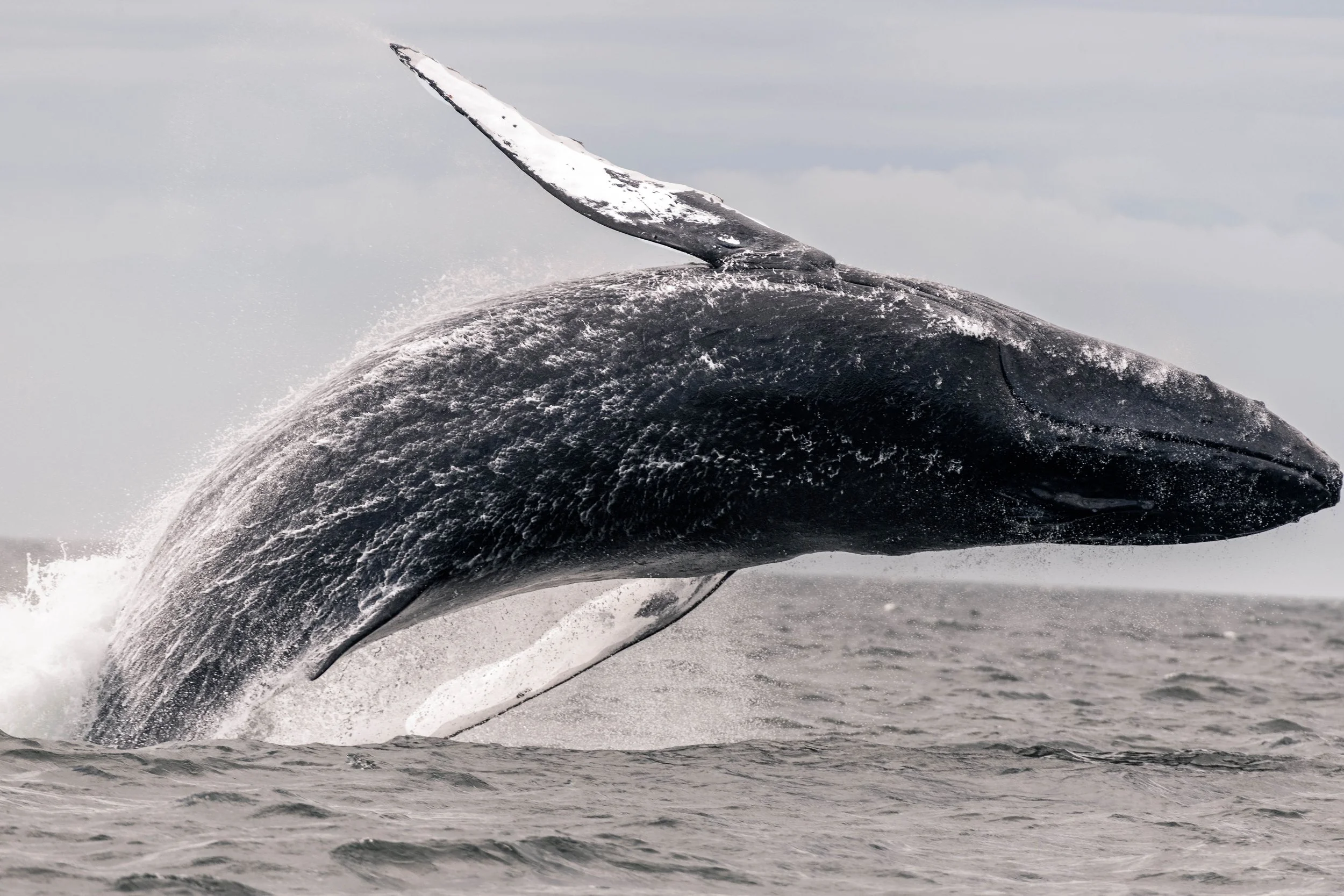 August 6, 2025, 3:30 PM - Bouncing babies in the Strait. 