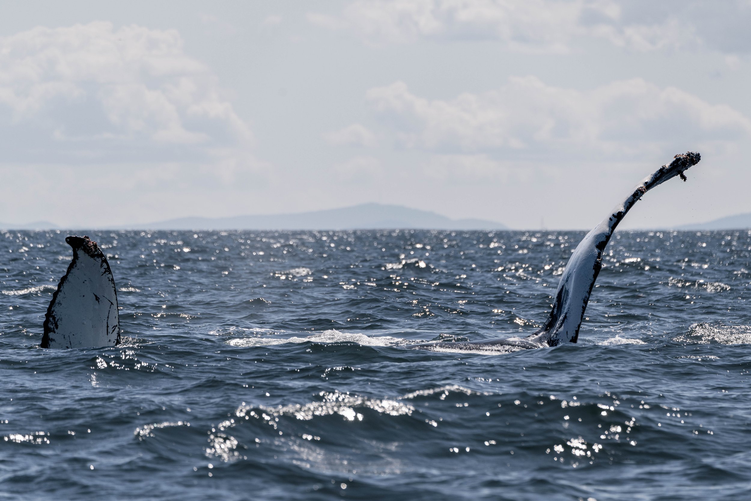August 7, 2025, 10:30 AM - Changing Associations with our Humpback Whales