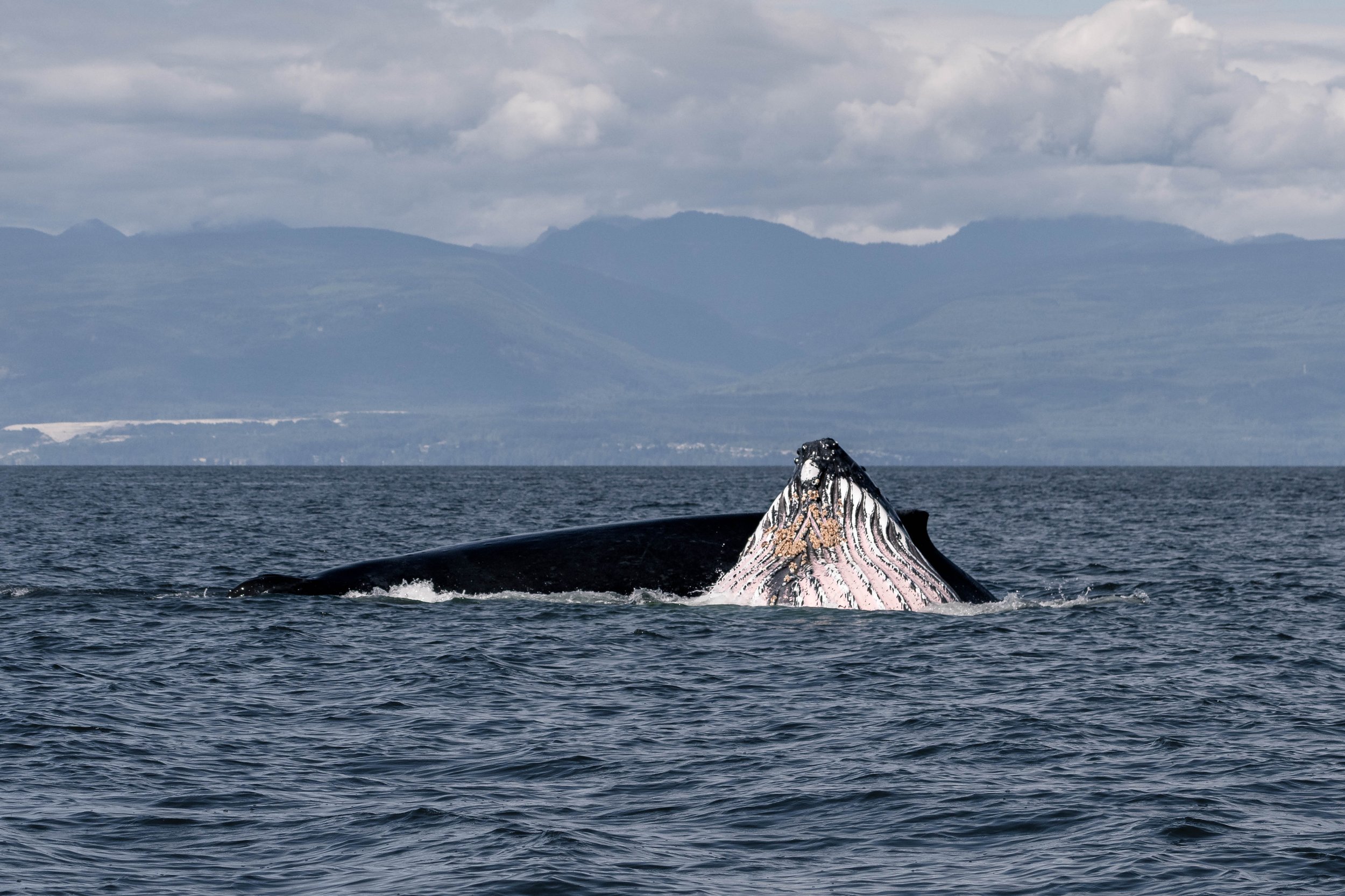 August 7, 2025, 3:30 PM - Lunge Feeding Humpbacks