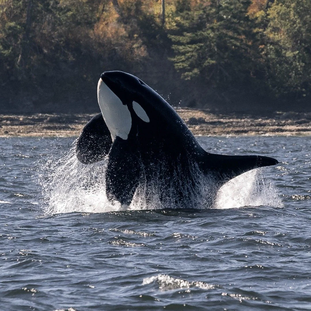 August has been very busy and bursting with incredible encounters - like this encounter with the T065Bs on August 12th! 😱

The matriline was busy hunting, and after succeeding, they celebrated, with T065B2 Birdsall being seen breaching multiple time