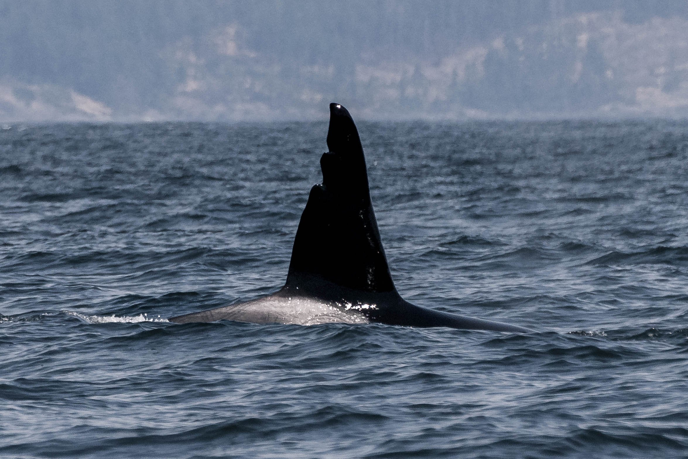 August 13, 2025 - Double Species (Orca and Humpback) in the Salish Sea!
