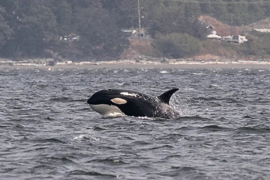 August 14, 2025, 10:30 AM - An uncommon matriline in the Saanich Inlet (plus some friends)!
