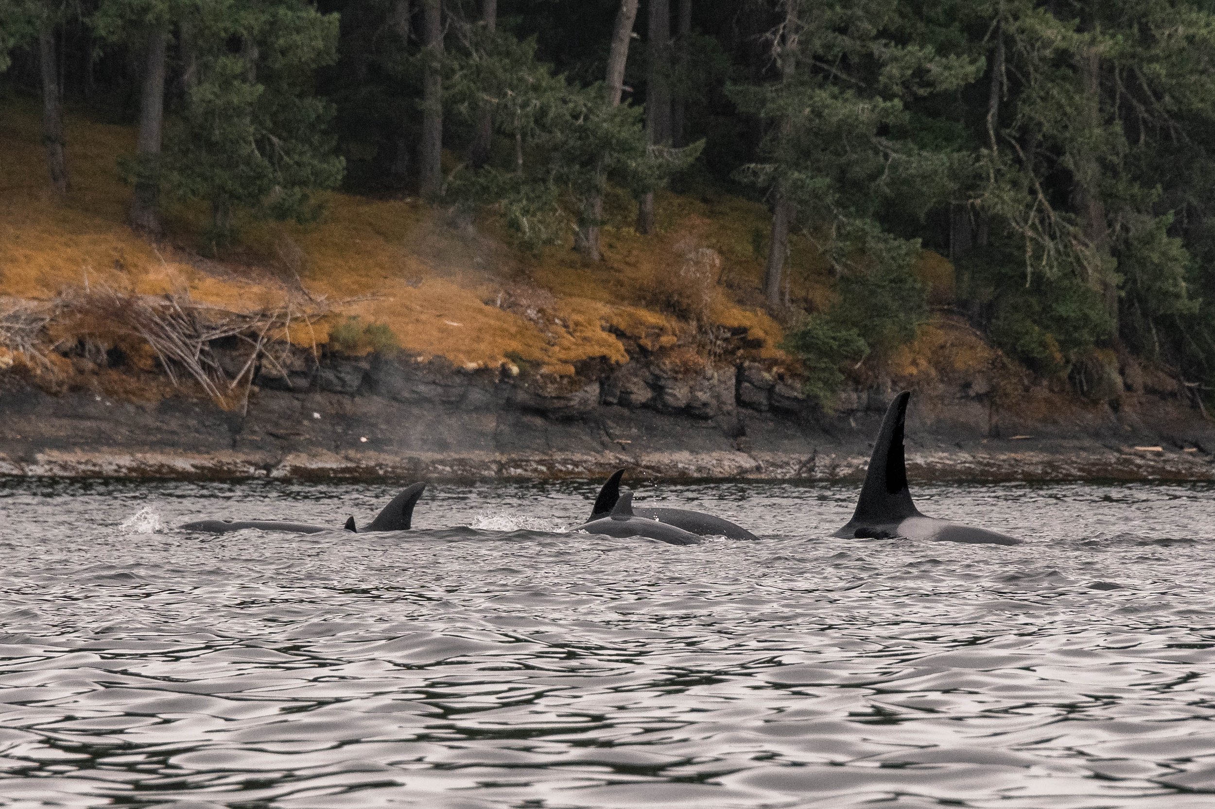August 14, 2025, 3:30 PM - A West Coast afternoon with orca!