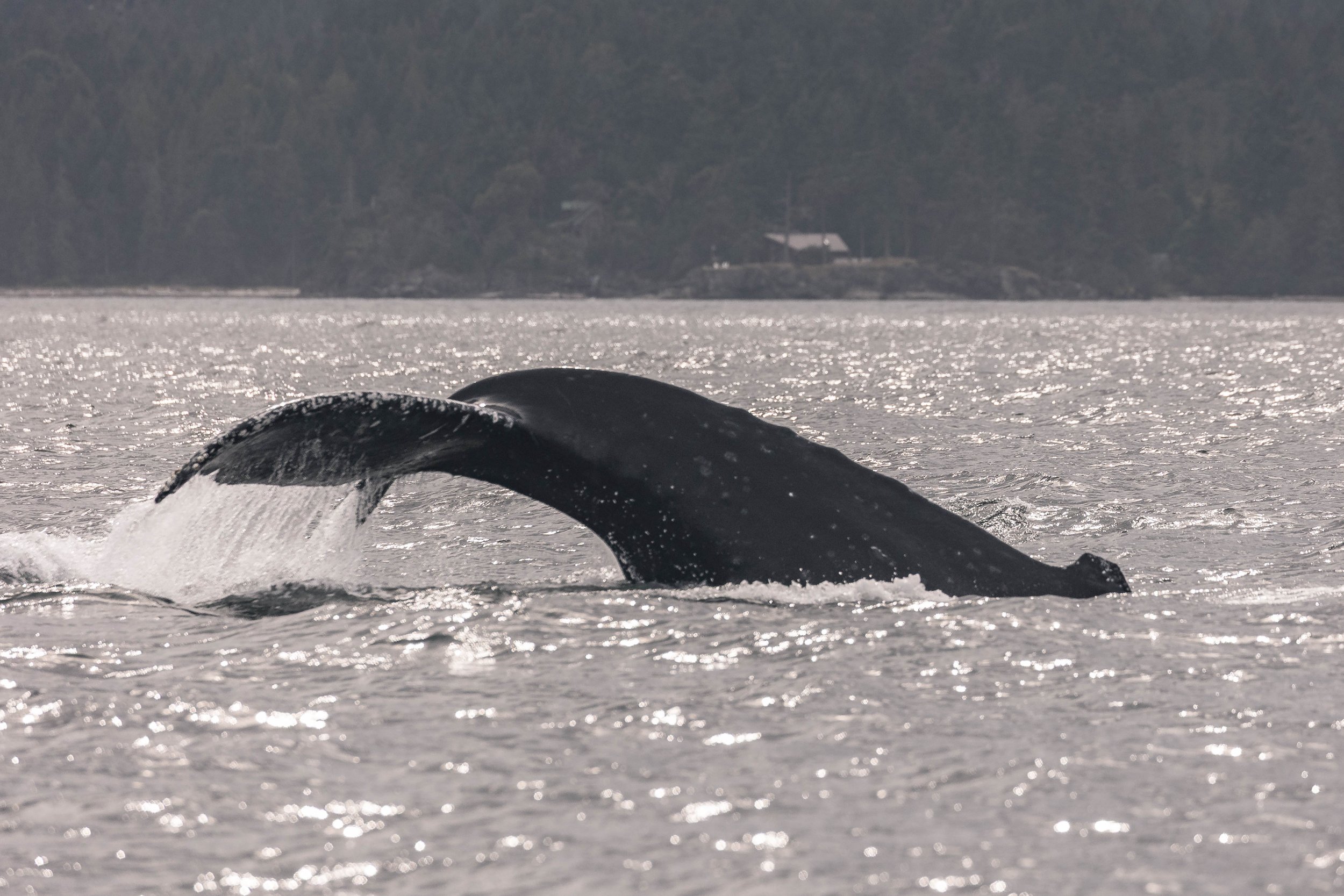 August 17, 2025, 3:30 PM - More whaley-good adventures around the Strait